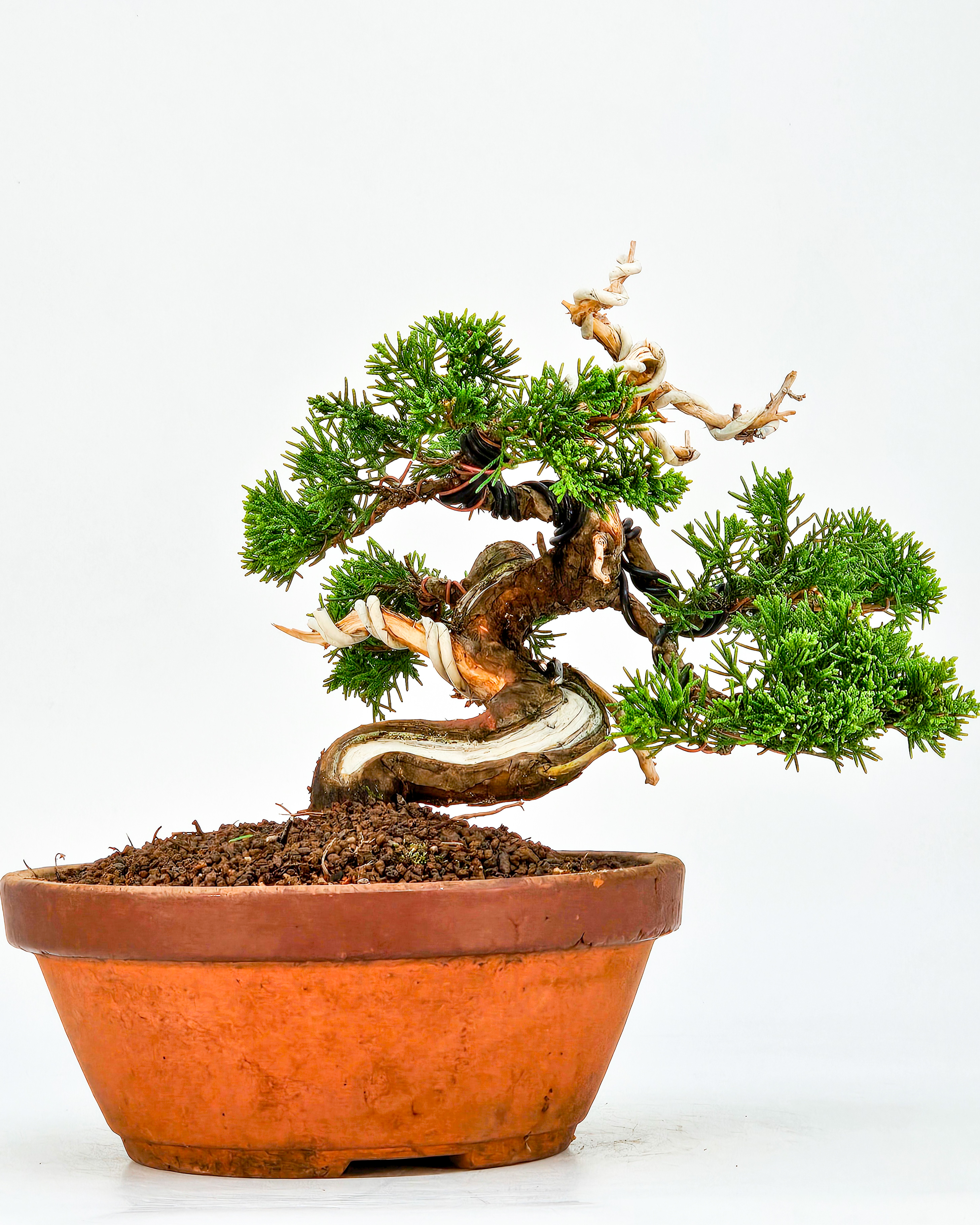 Bonsai Wacholder Juniperus chinensis Shohin 17cm