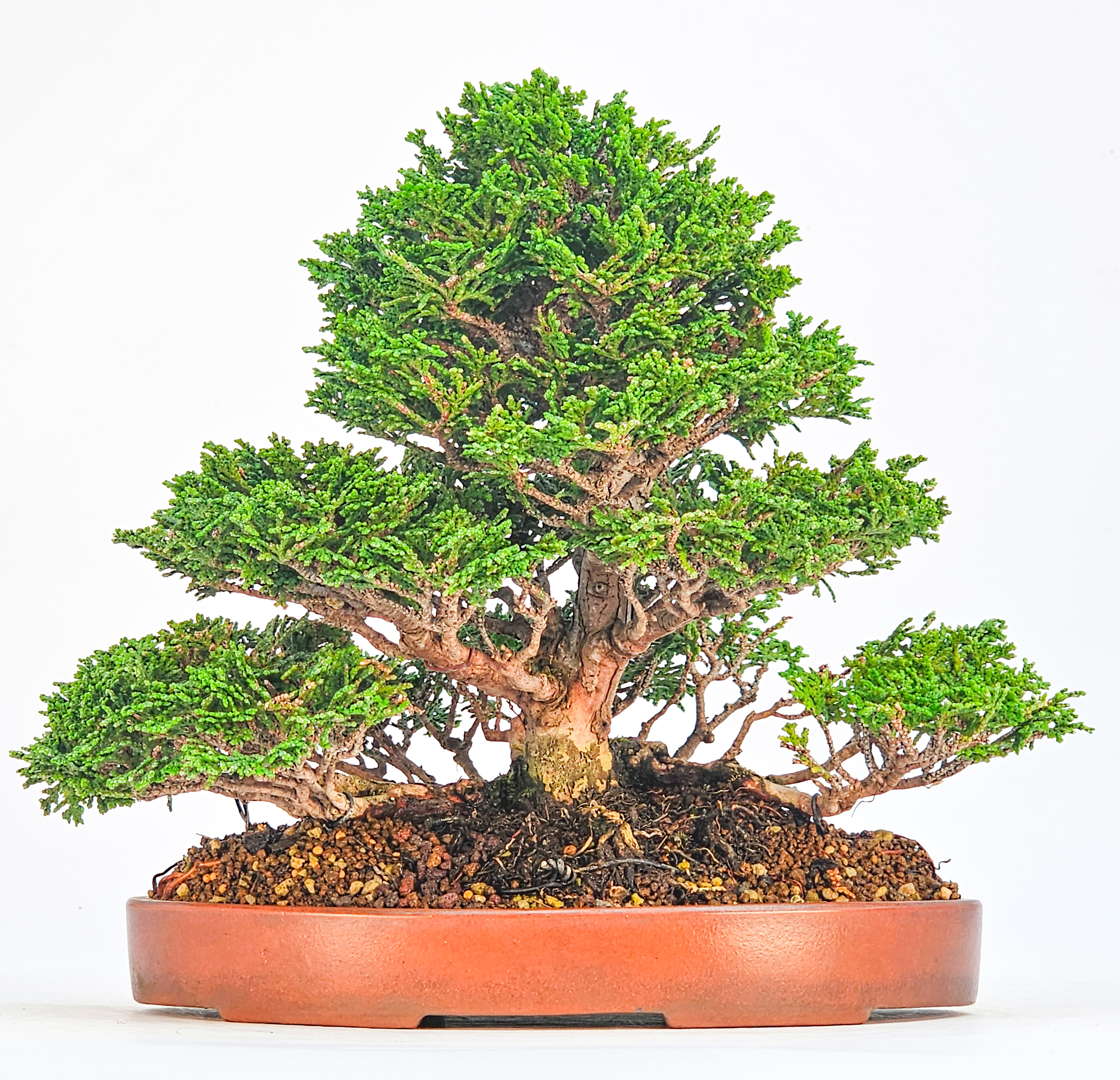 Bonsai Chamaecyparis obtusa Shohin 18,5 cm