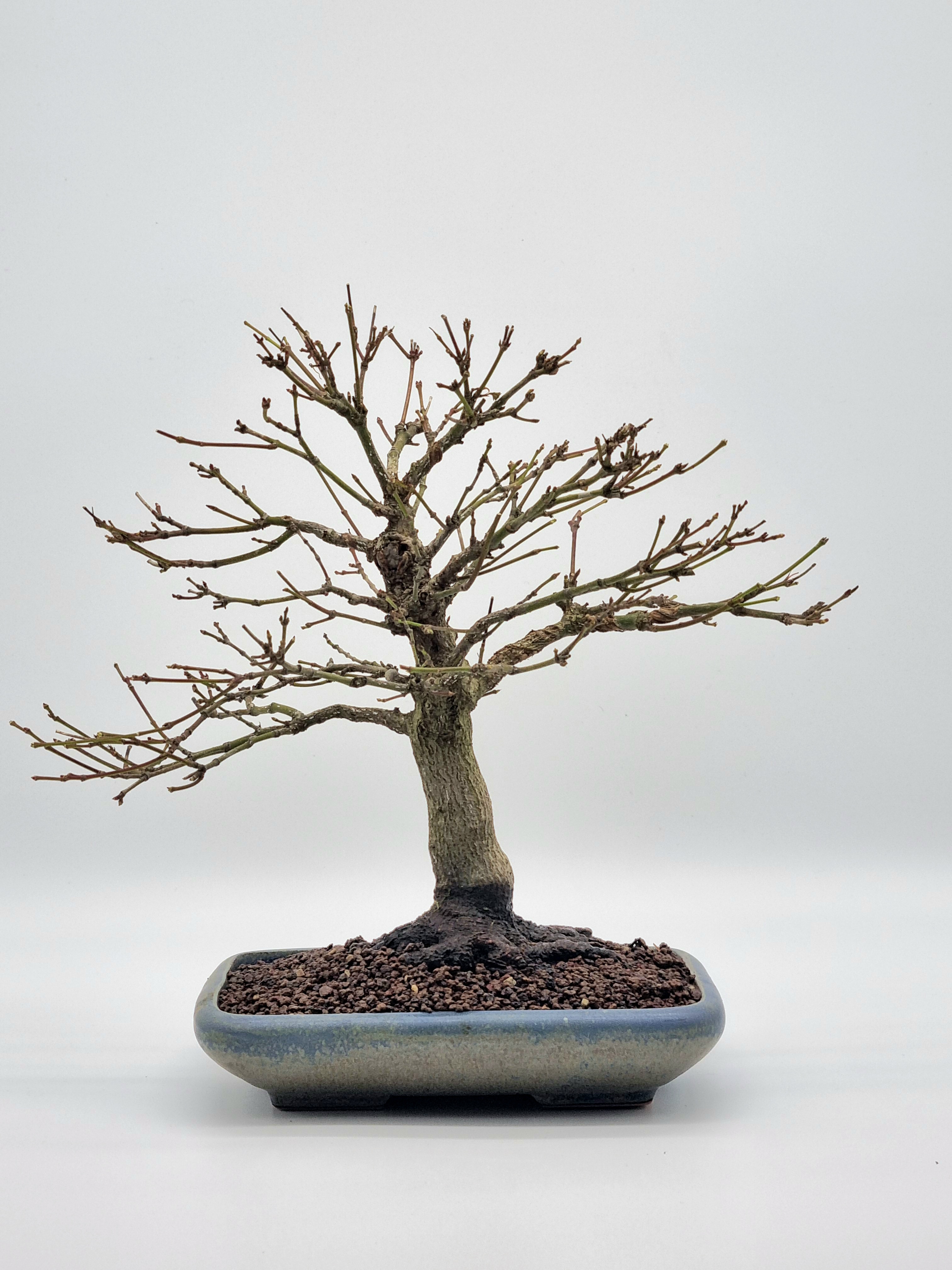 Bonsai Fächerahorn Ahorn Yamamomiji Acer Palmatum Shohin 