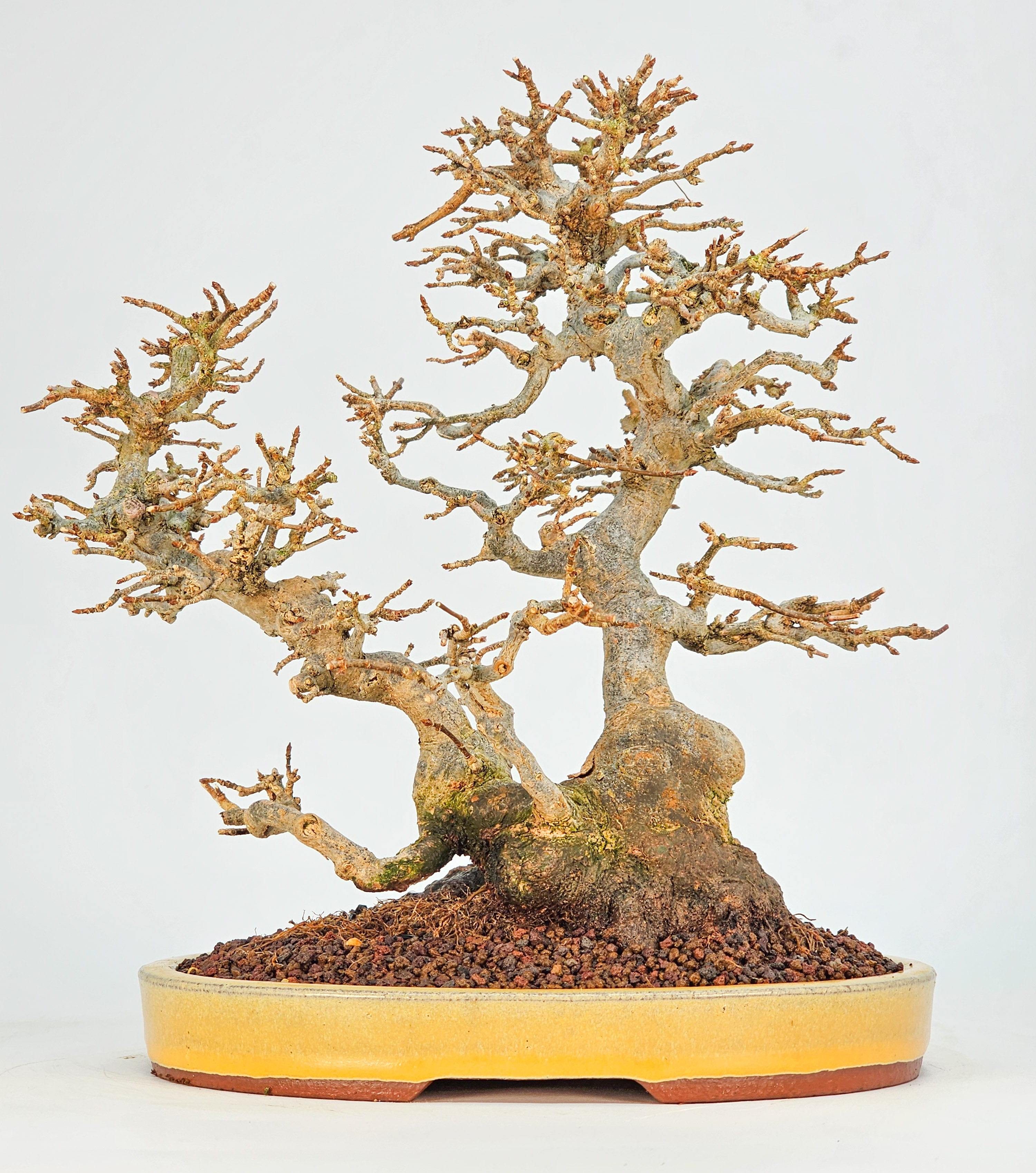 Bonsai Dreispitzahorn - Acer buergerianum 23cm Video!!