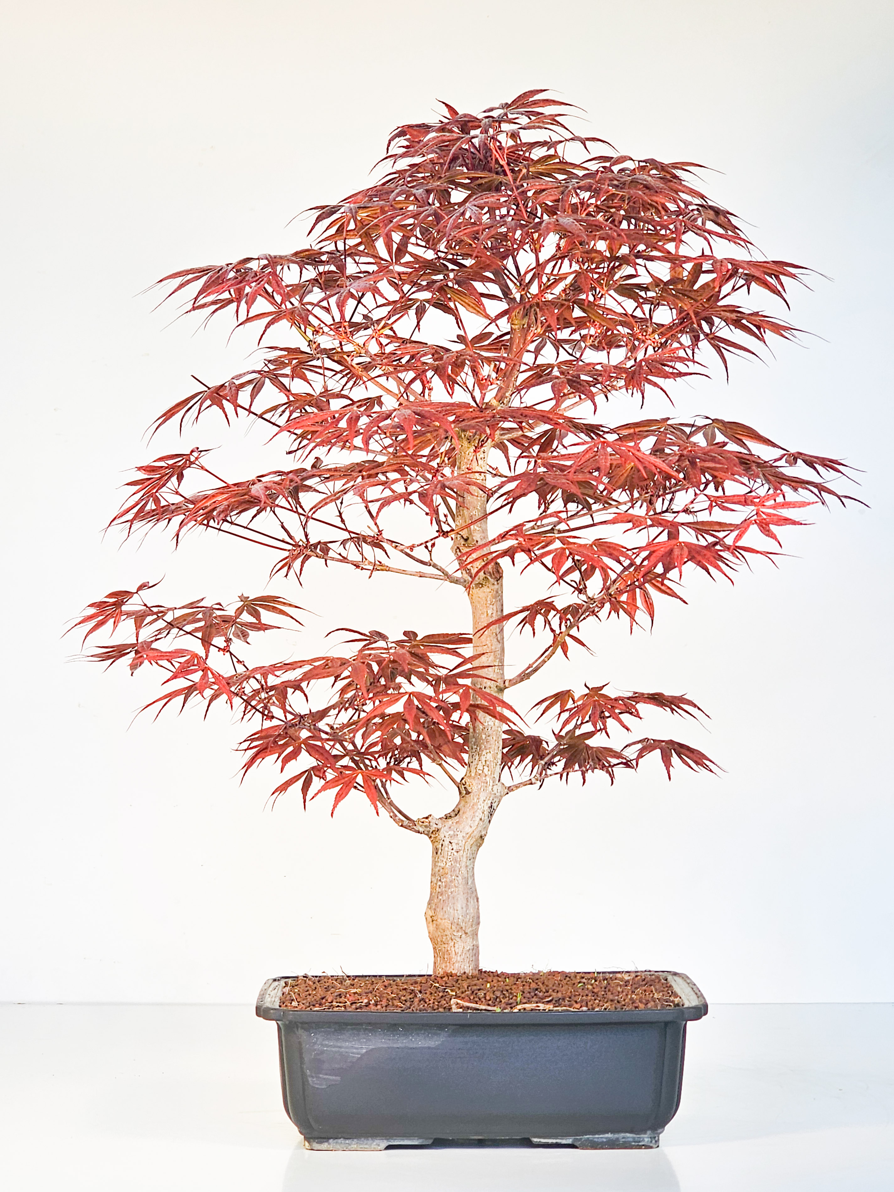 Bonsai Fächerahorn - Acer palmatum Shojo-nomura 52cm
