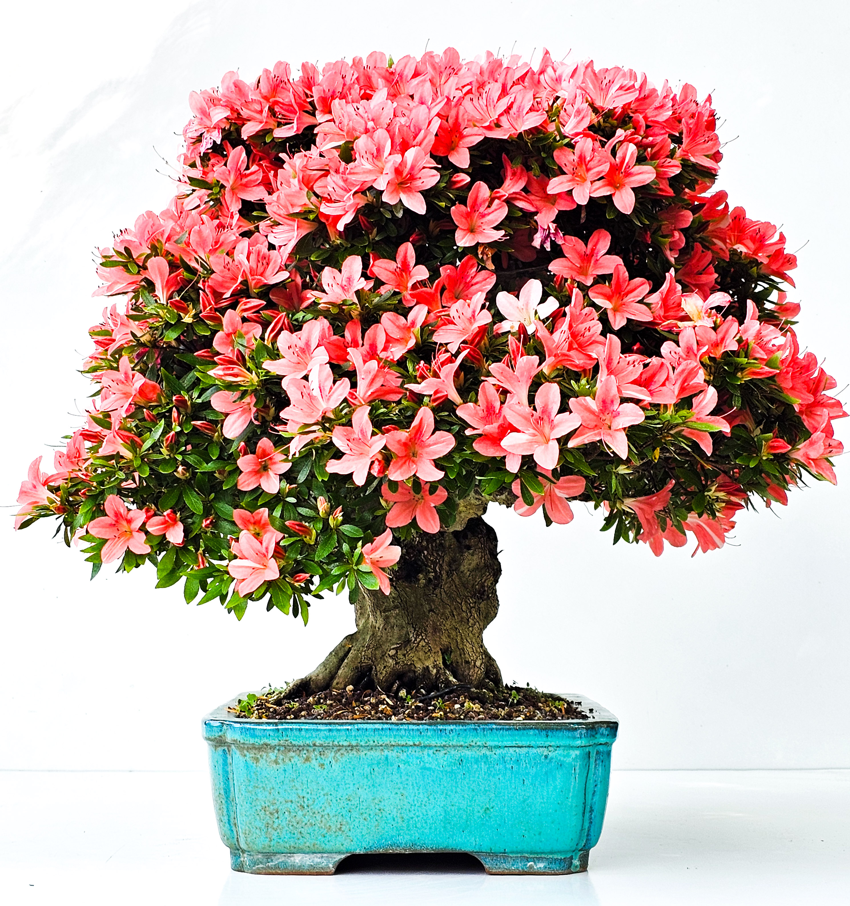 Bonsai Azalee Rhododendron indicum -Nissho no Hakari- 48cm Bonsai Azalee Rhododendron indicum -Nissho no Hakari- 48cm