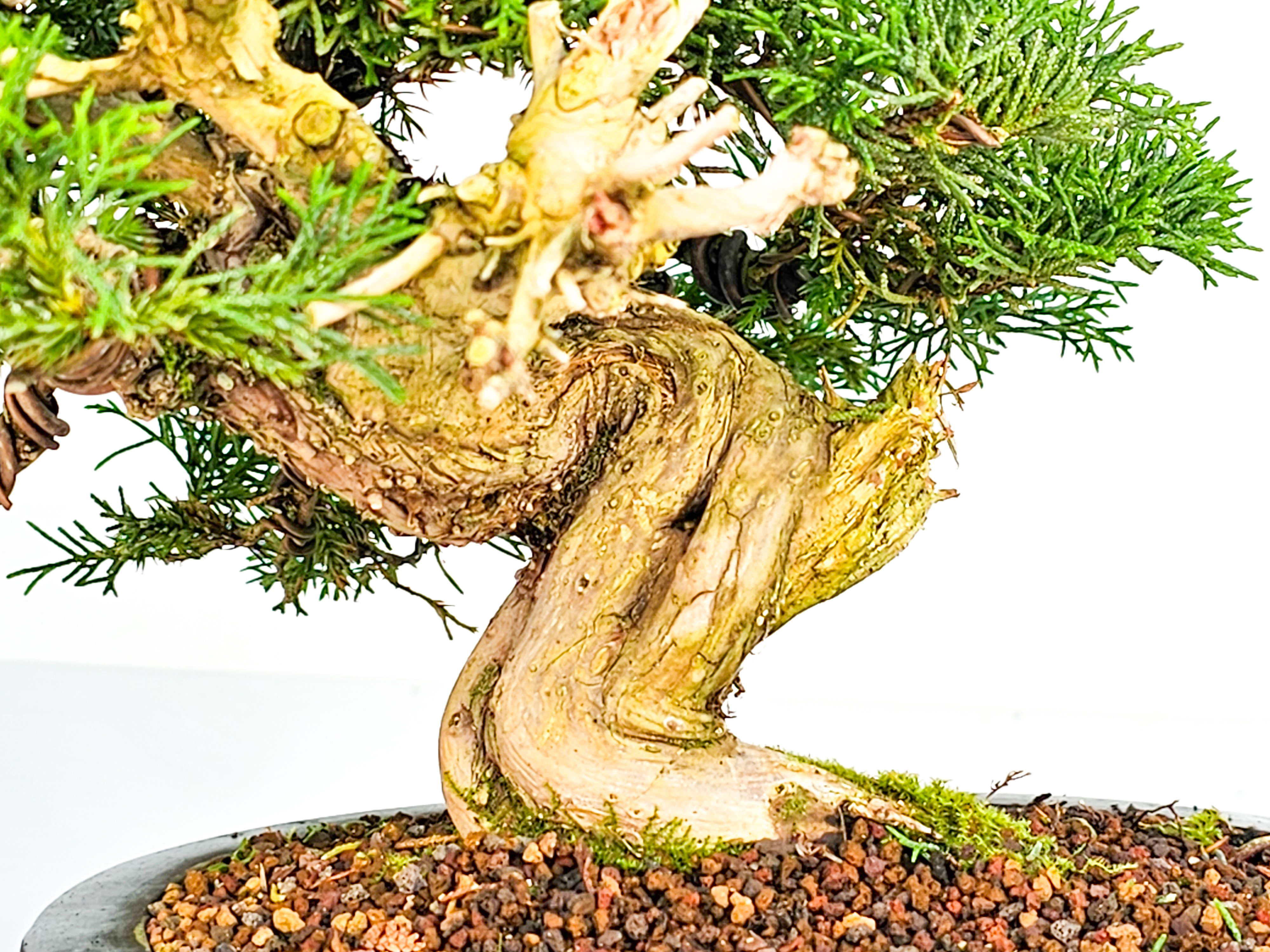 Bonsai Wacholder Juniperus chinensis Shohin 18cm