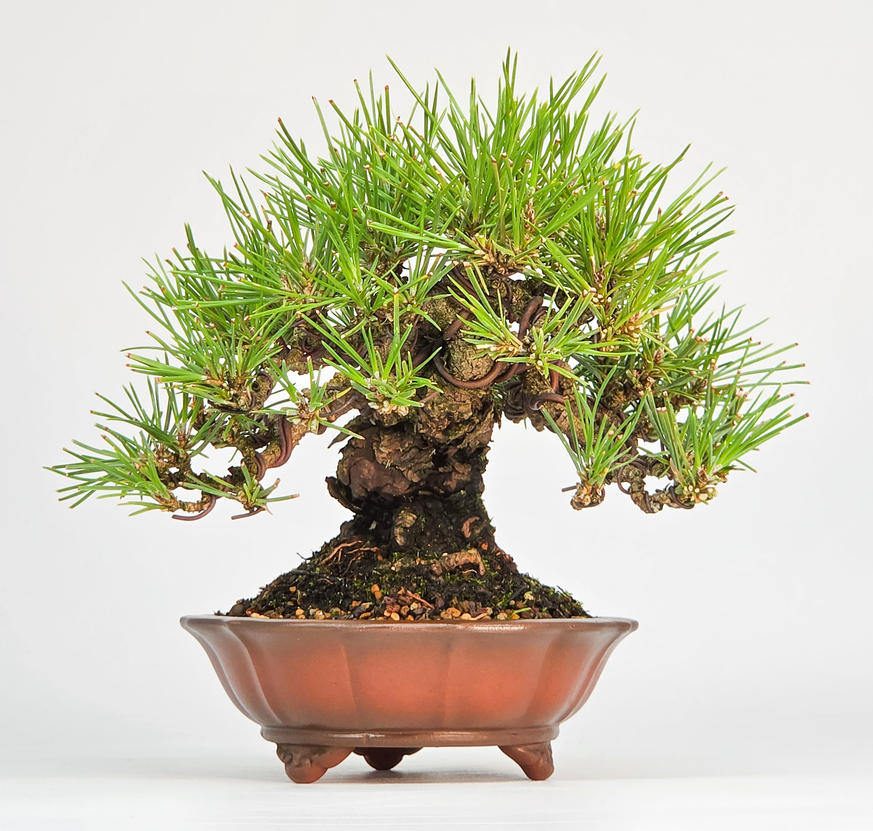 Bonsai Schwarzkiefer - Pinus thunbergii Shohin 13cm