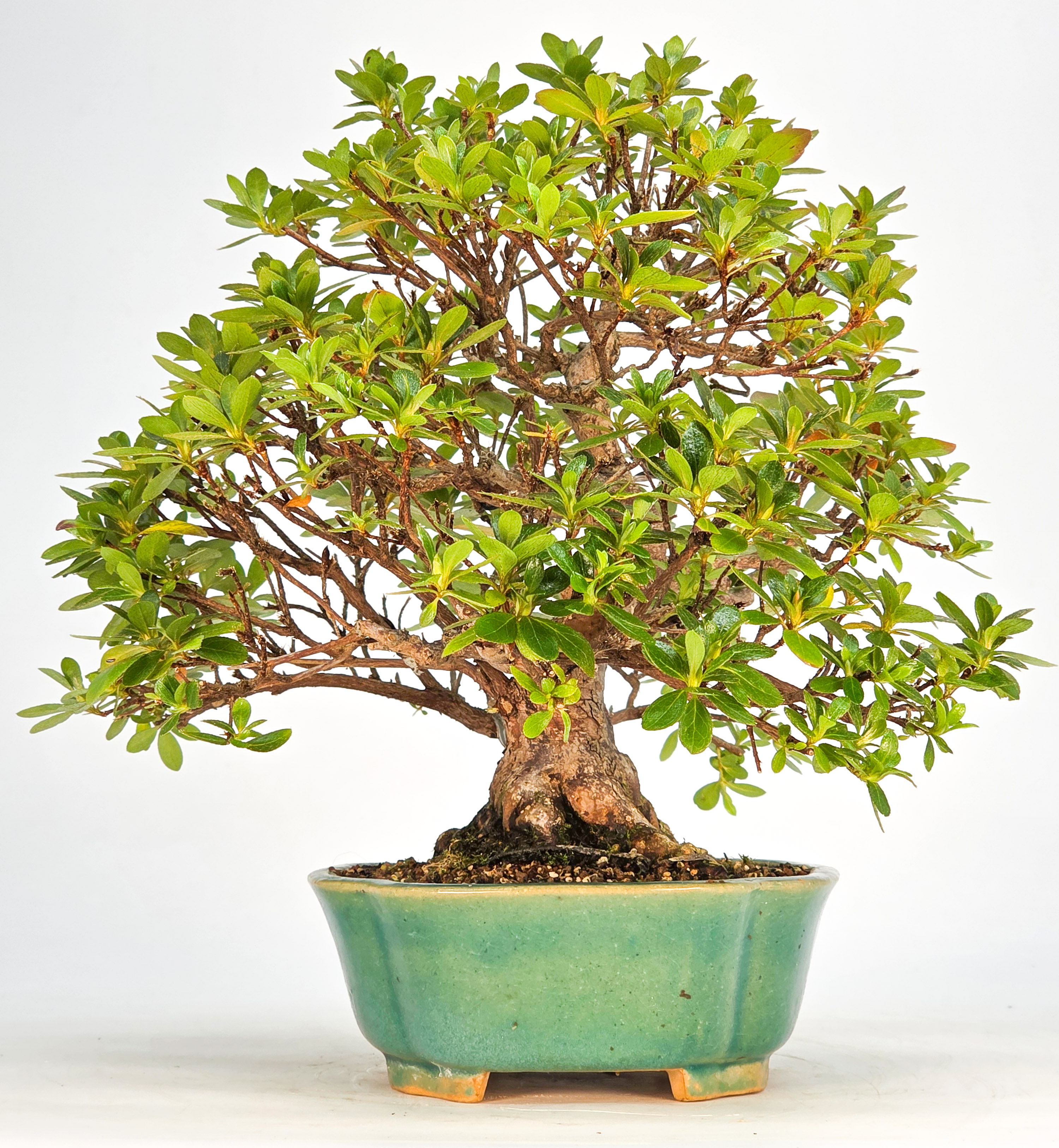 Bonsai Azalee - Rhododendron indicum 23cm