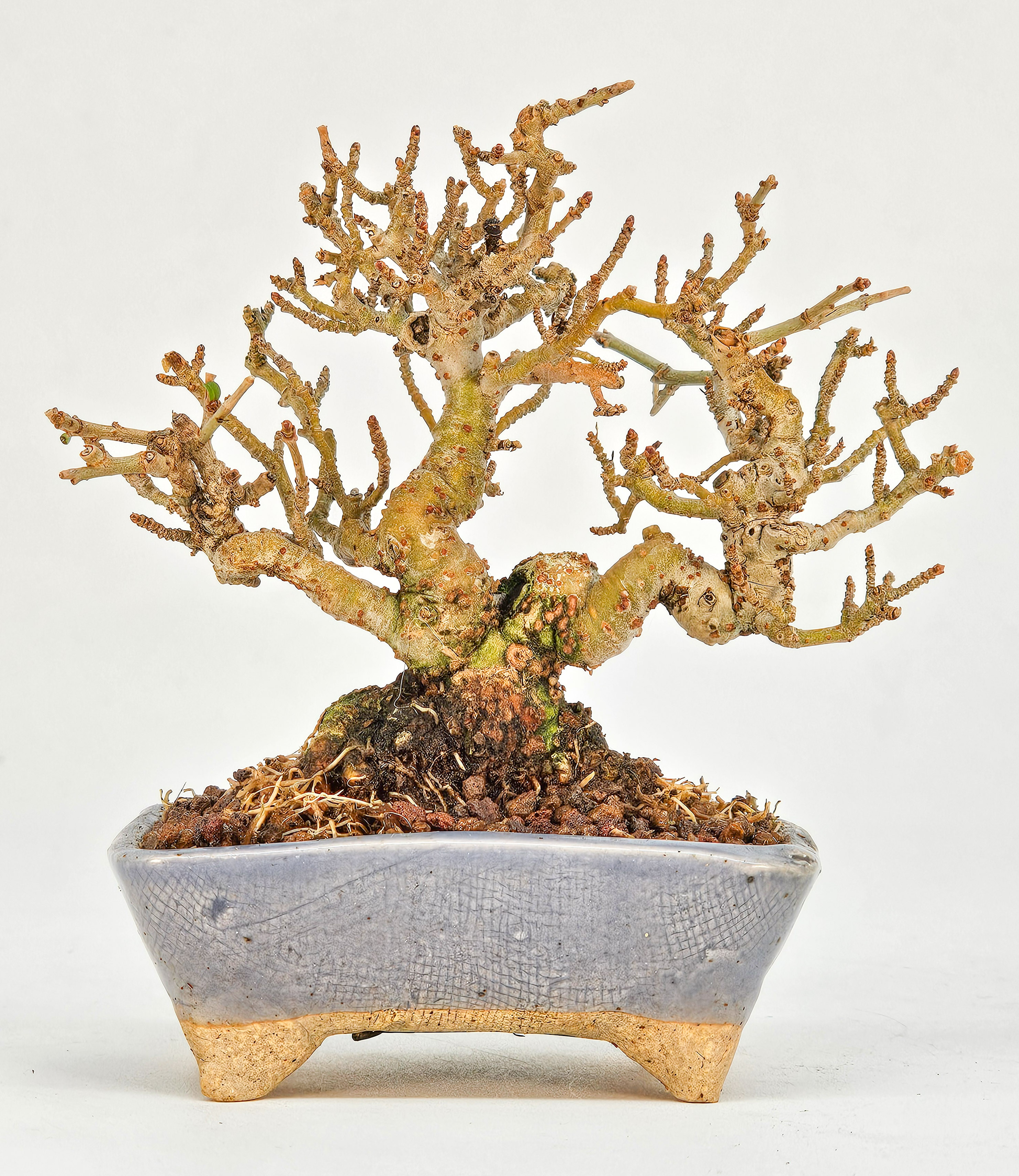 Bonsai Japanischer Liguster - Ligustrum japonicum Shohin 8cm