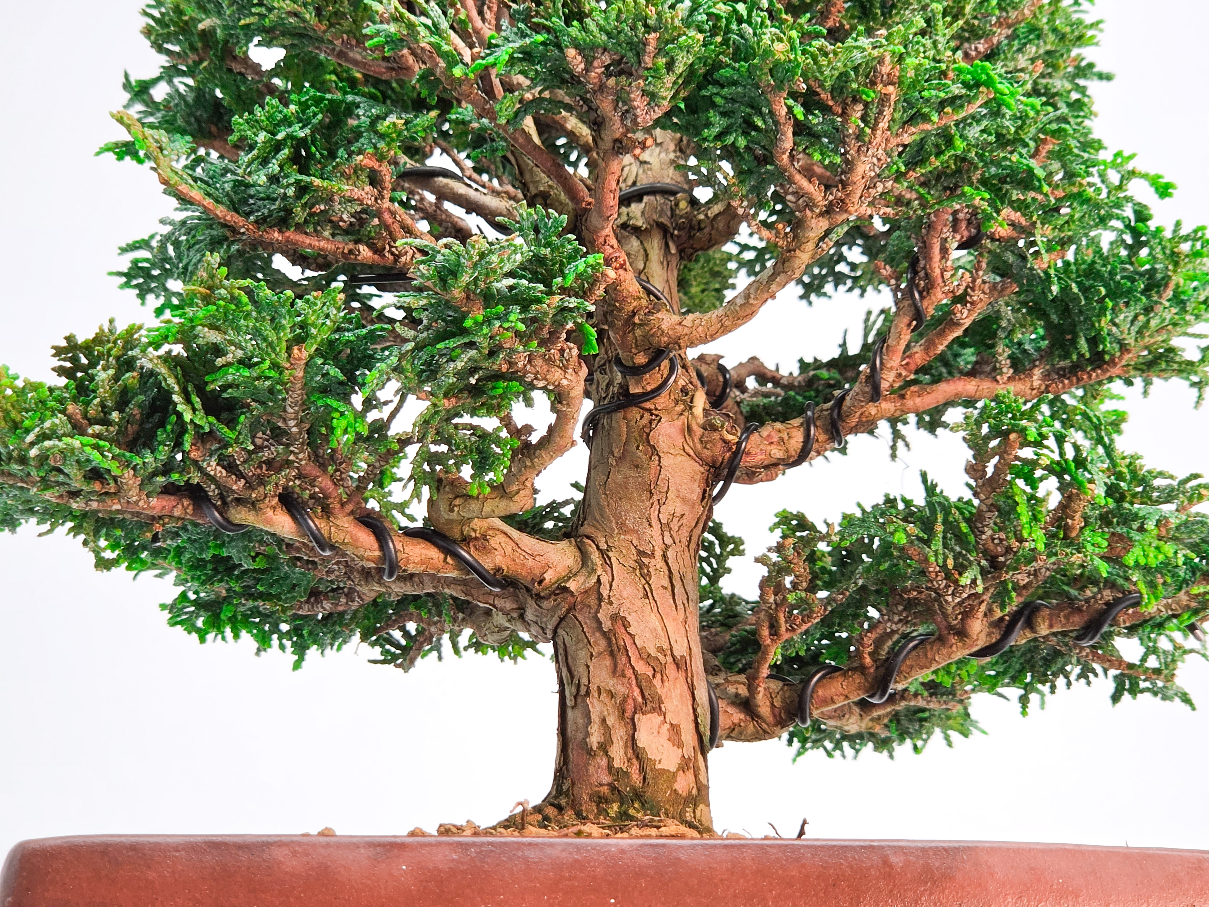 Bonsai Muschelzypresse - Chamaecyparis obtusa 22cm