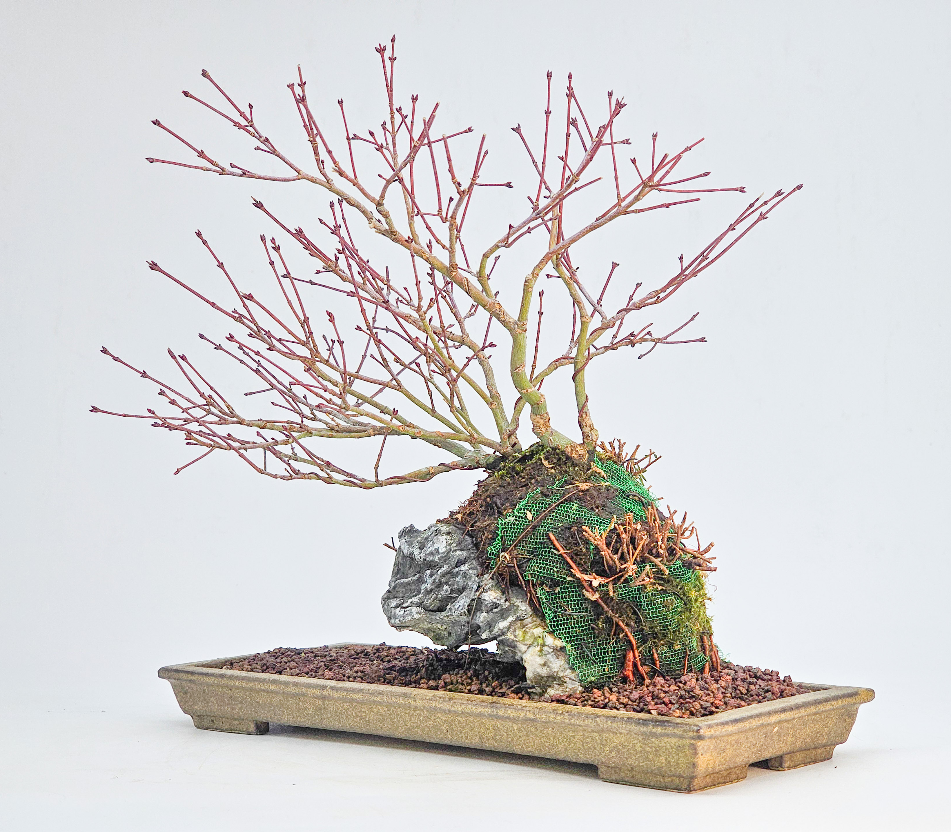 Bonsai Fächerahorn - Acer palmatum Tamahime Ishizuki Shohin 15cm