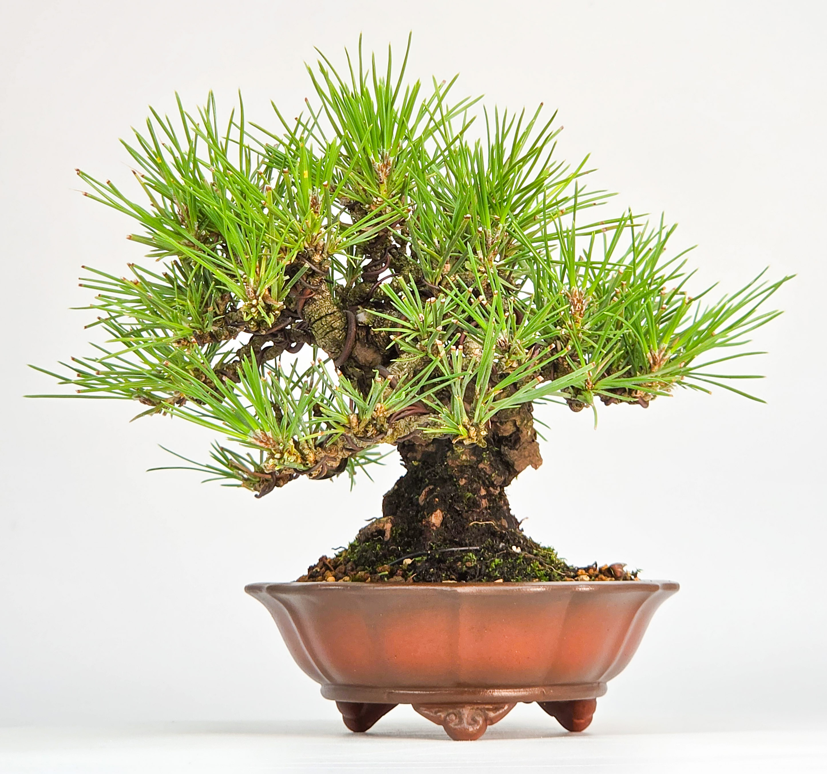 Bonsai Schwarzkiefer - Pinus thunbergii Shohin 13cm
