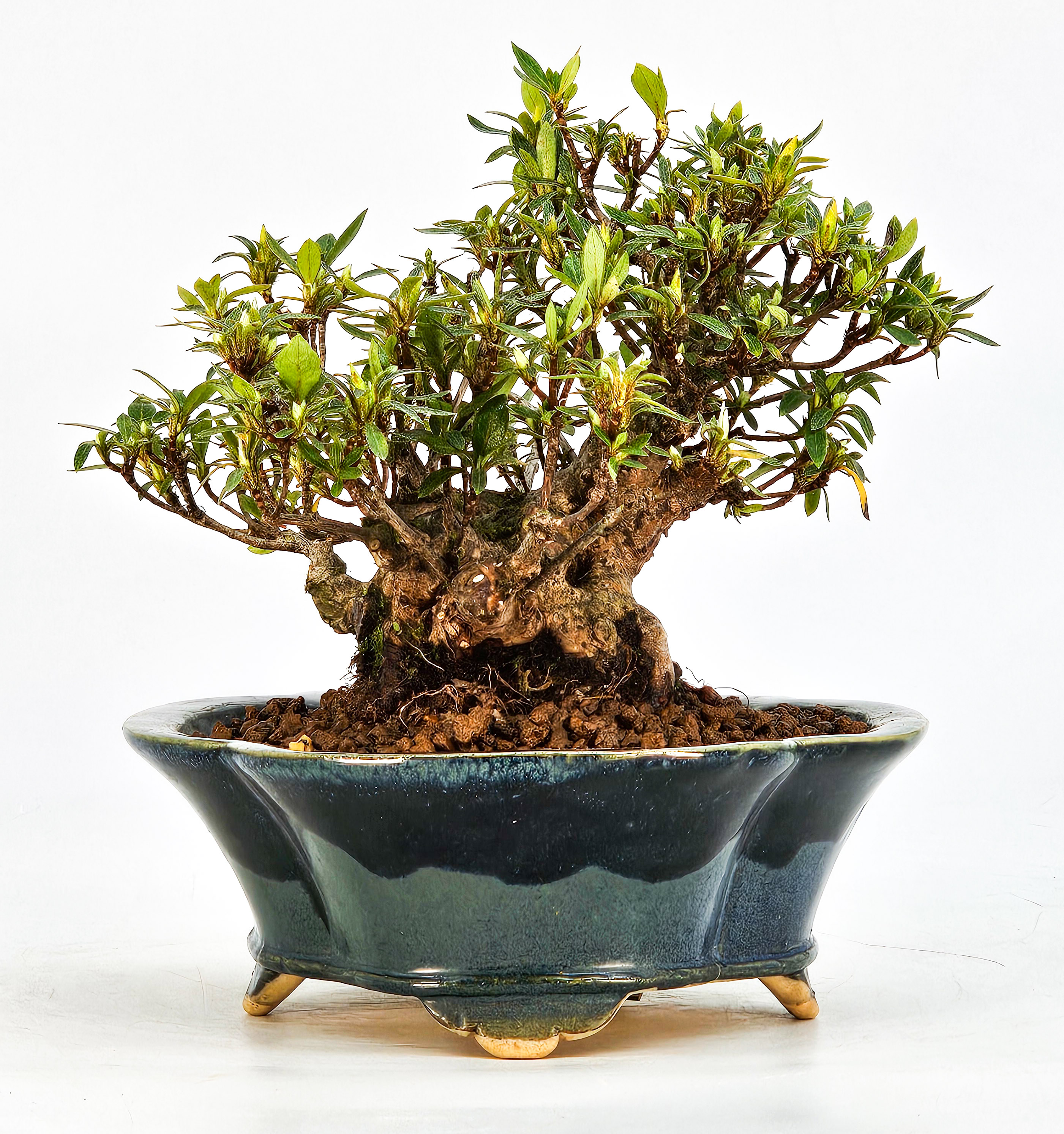 Bonsai Azalee Rhododendron indicum - Hakurin - Shohin 11cm
