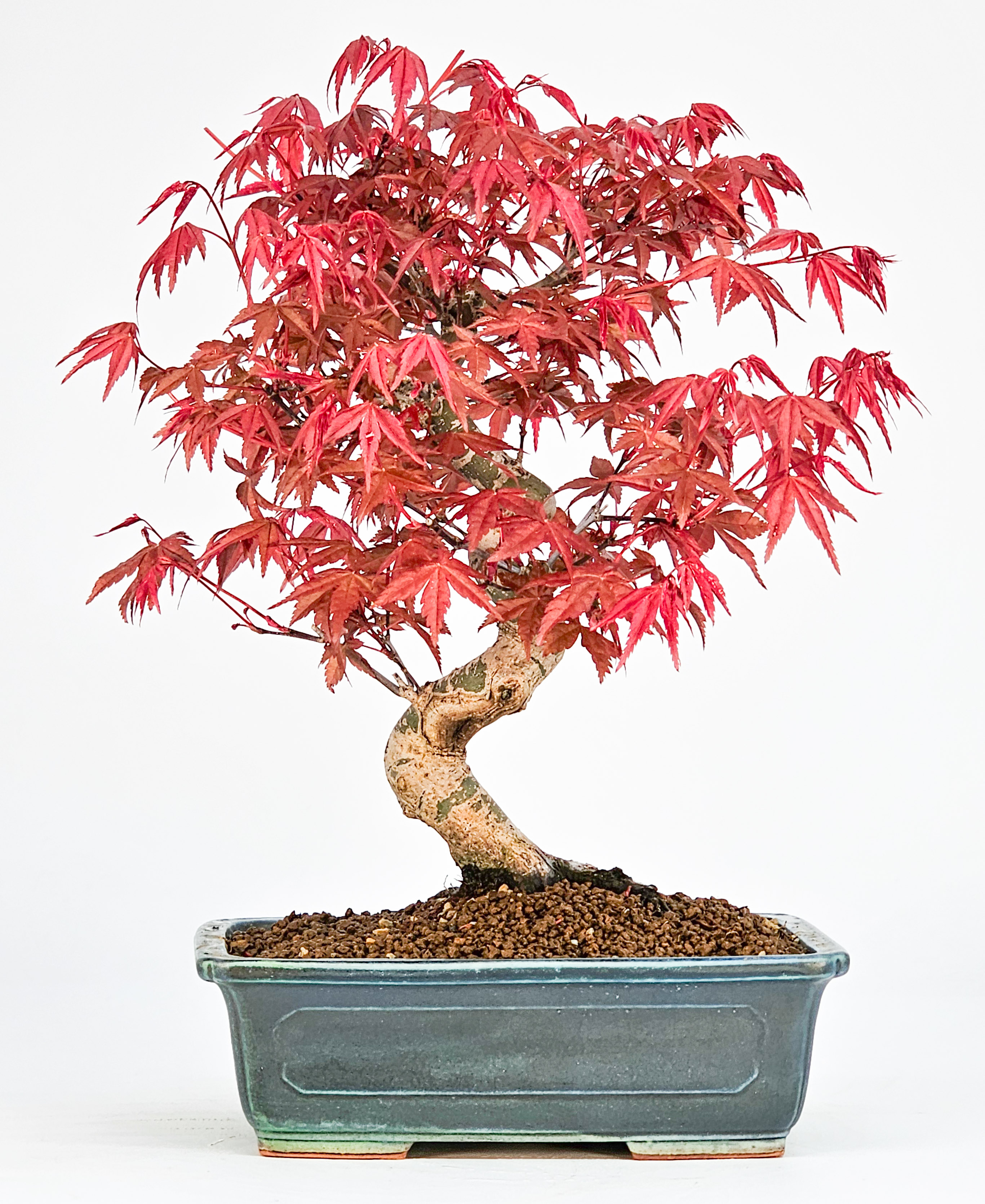 Bonsai Fächerahorn Acer palmatum Deshojo Shohin 21cm  