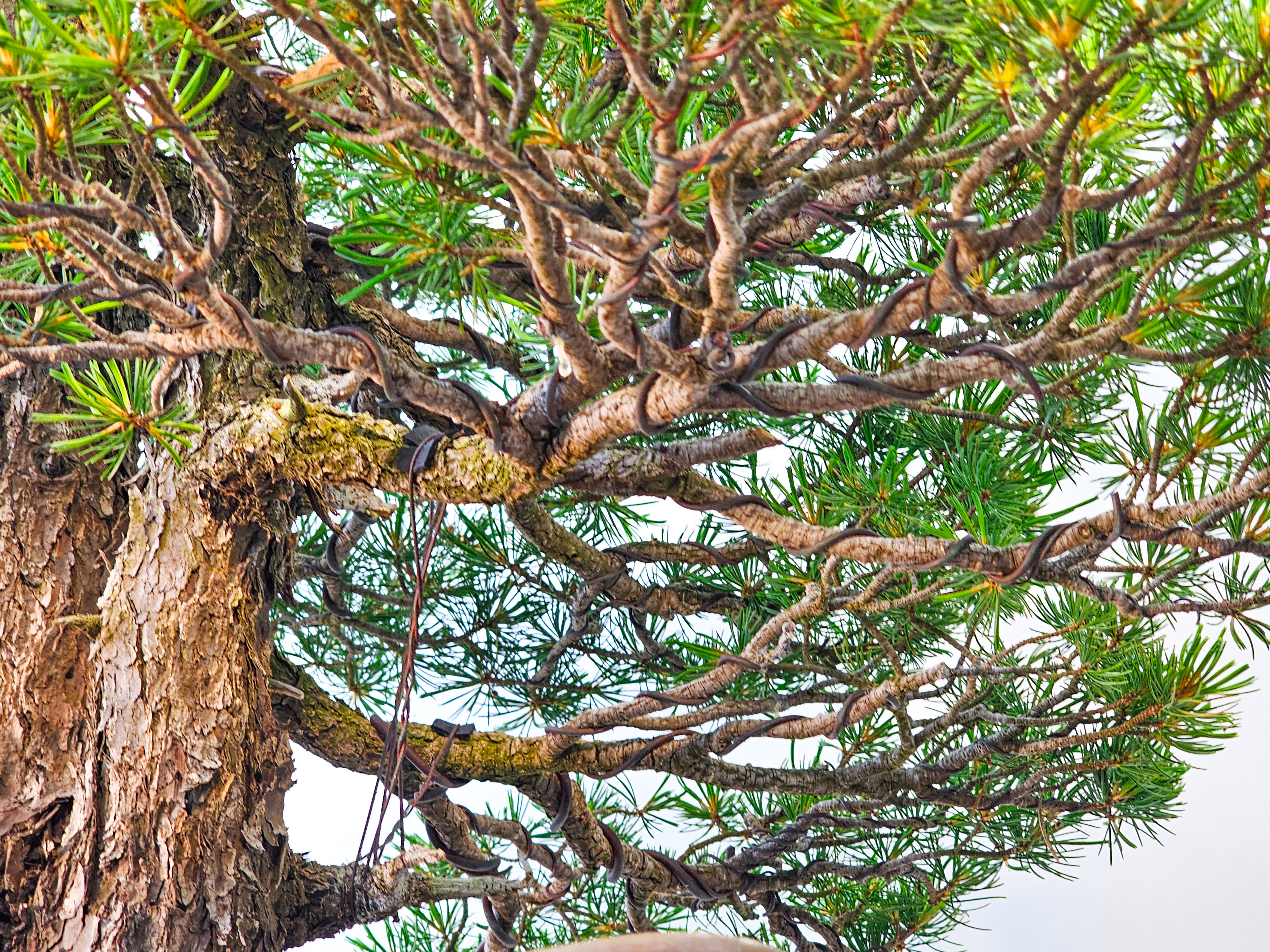 Bonsai Mädchenkiefer Pinus parviflora 93 cm Bonsai Mädchenkiefer Pinus parviflora 93 cm