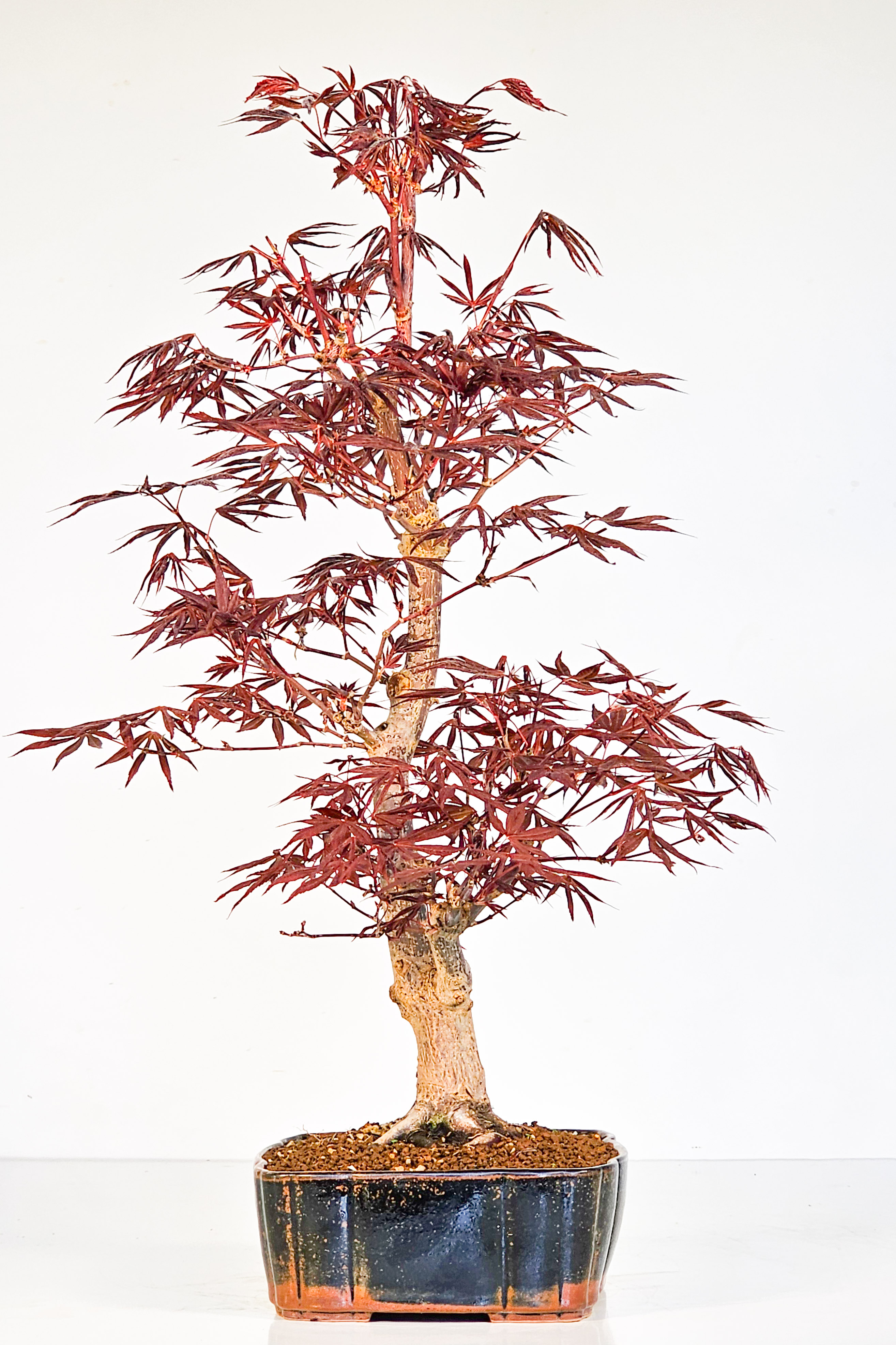 Bonsai Fächerahorn - Acer palmatum Shojo-nomura 48cm