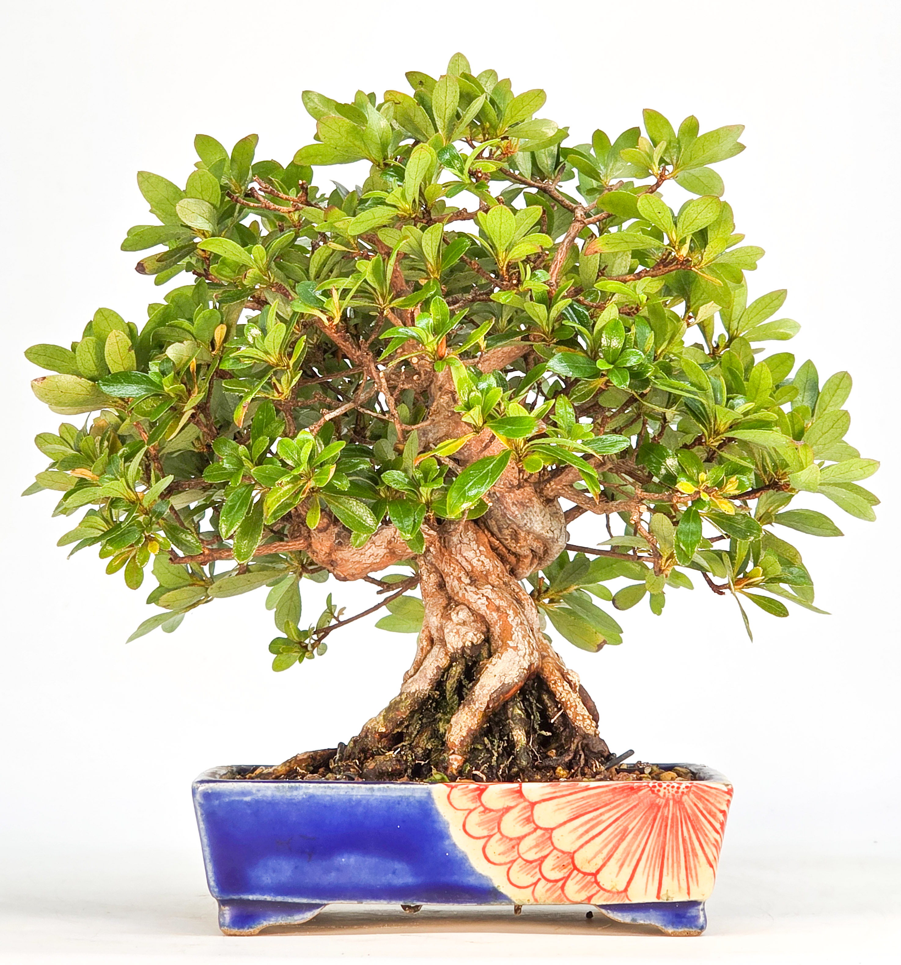 Bonsai Azalee - Rhododendron indicum - Yata no Kagami- Shohin 19cm
