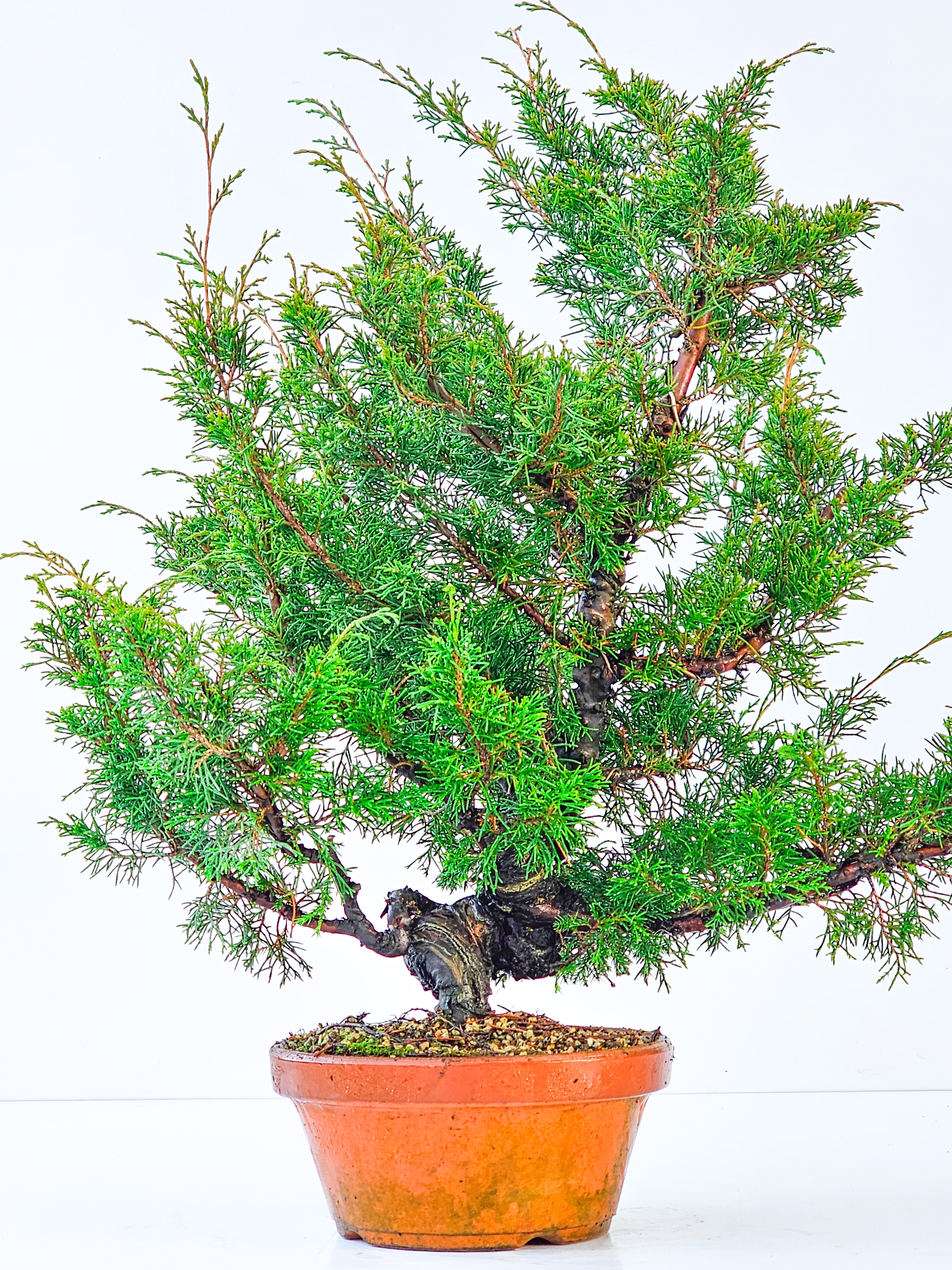 Bonsai Wacholder Juniperus chinensis shimpaku 46,5cm  