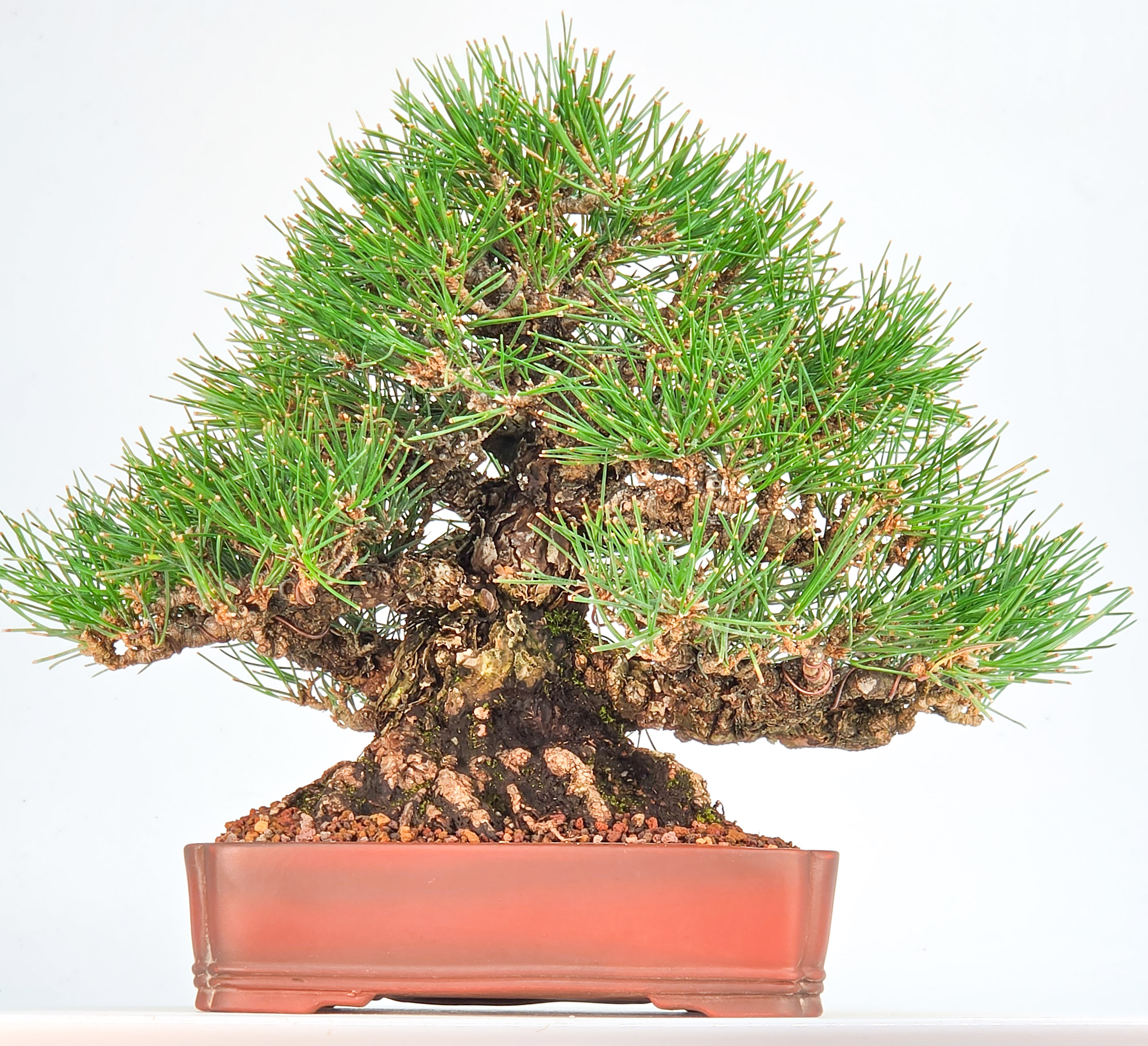 Bonsai Schwarzkiefer - Pinus thunbergii Shohin 21cm