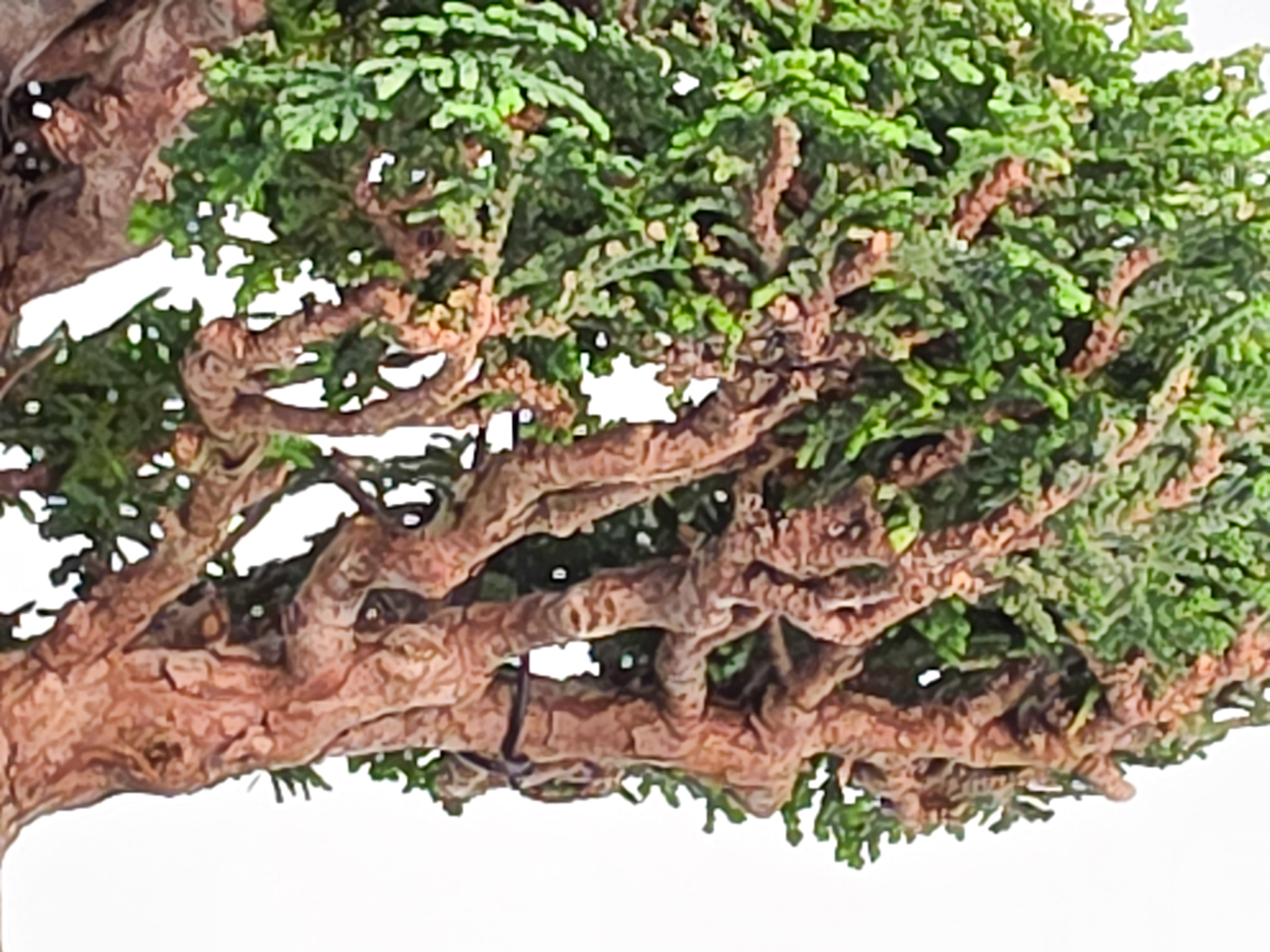 Bonsai Premium Muschelzypresse - Chamaecyparis obtusa 23cm