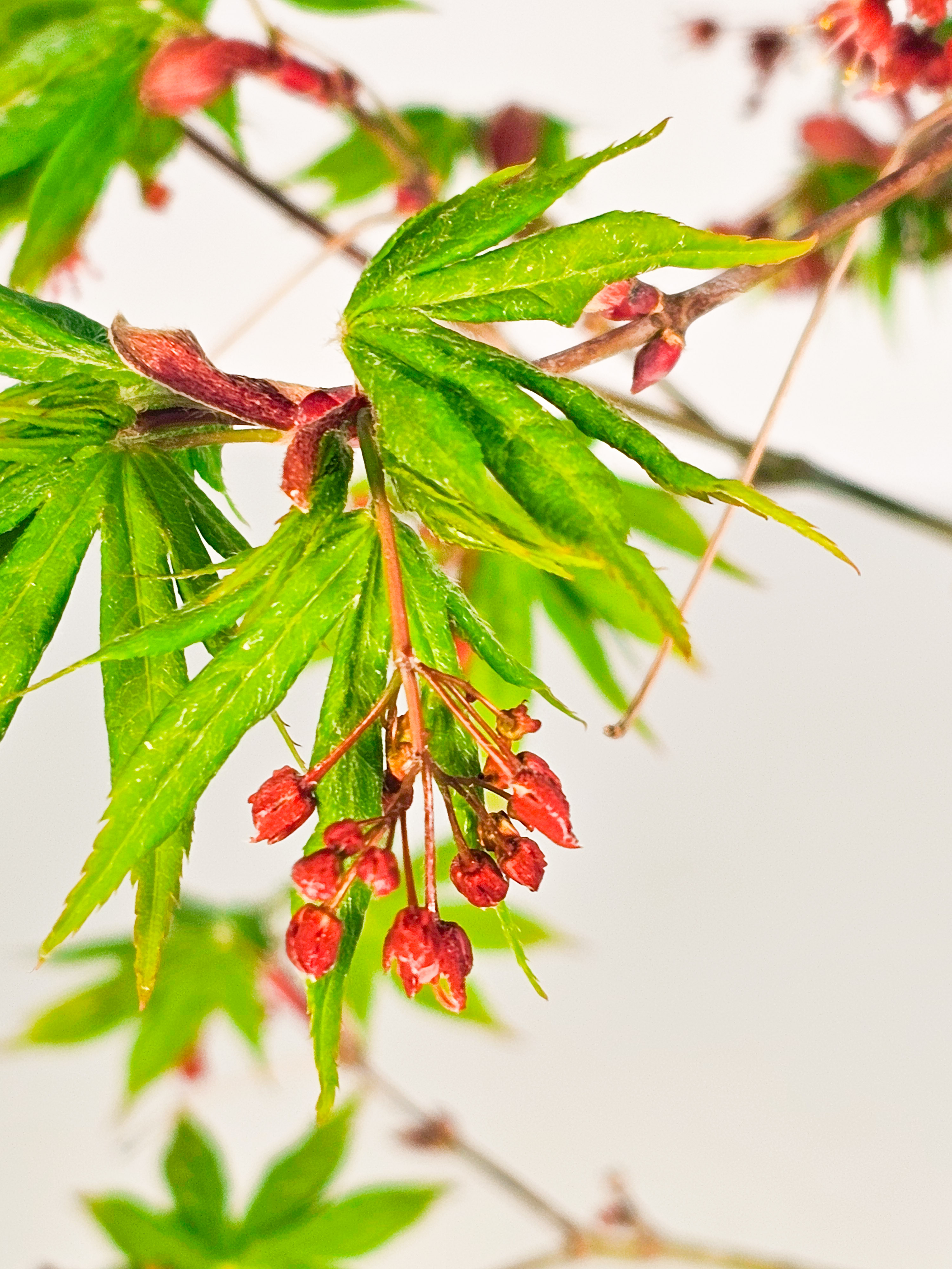 Bonsai Fächerahorn - Acer palmatum Osakazuki 48cm 