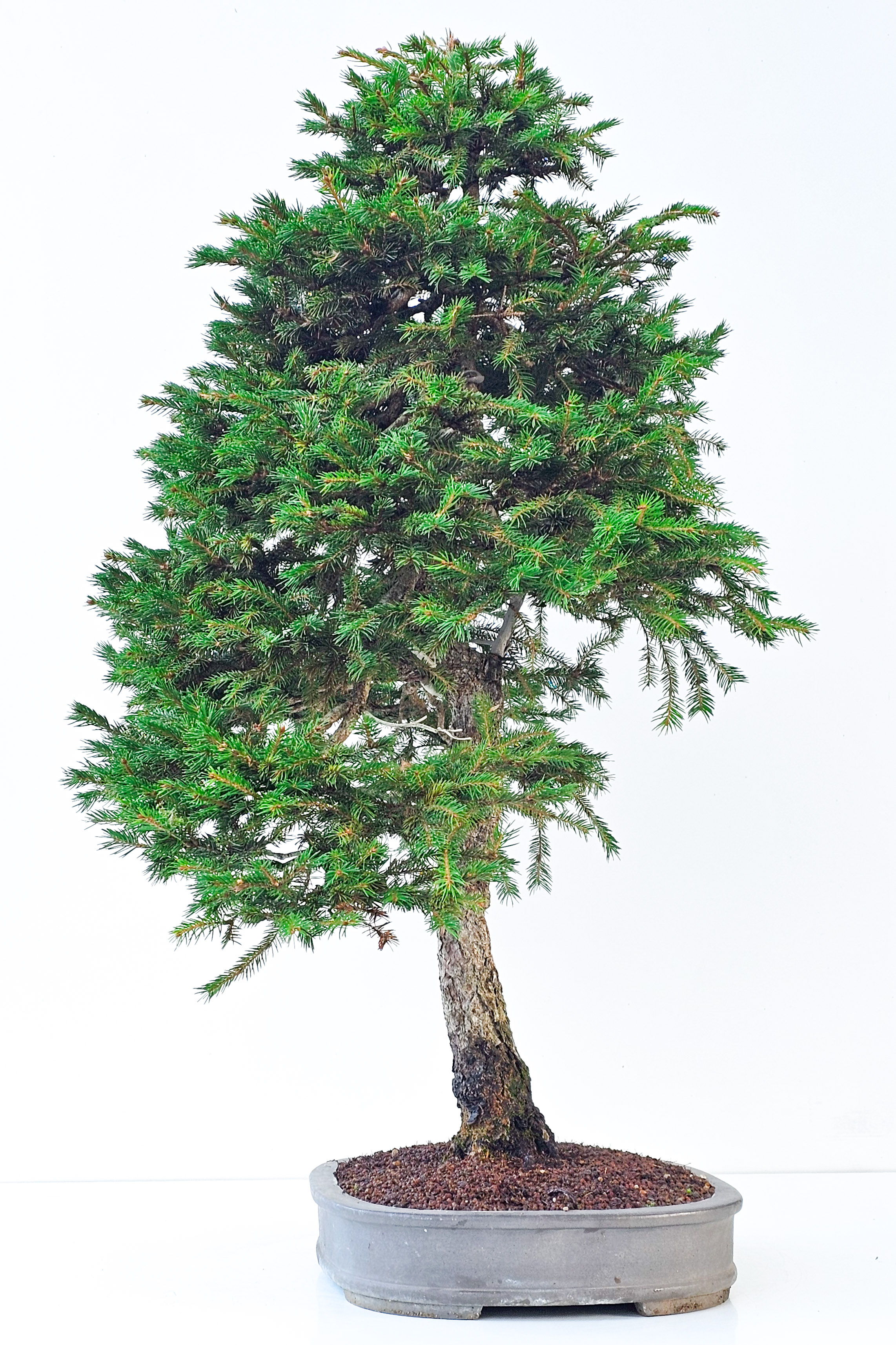 Bonsai Fichte - Picea 84cm Video!!