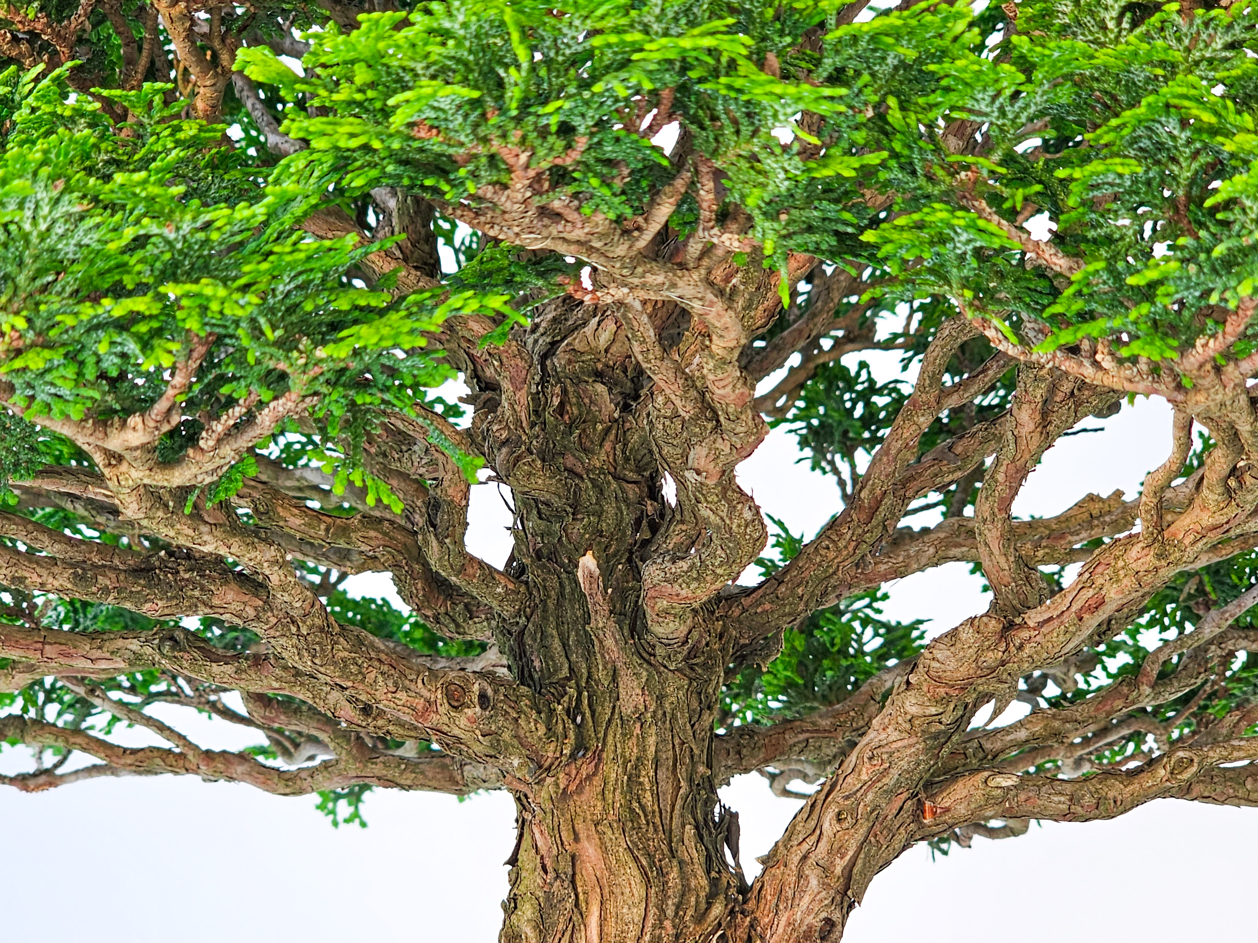 Bonsai Chamaecyparis obtusa 32,5 cm