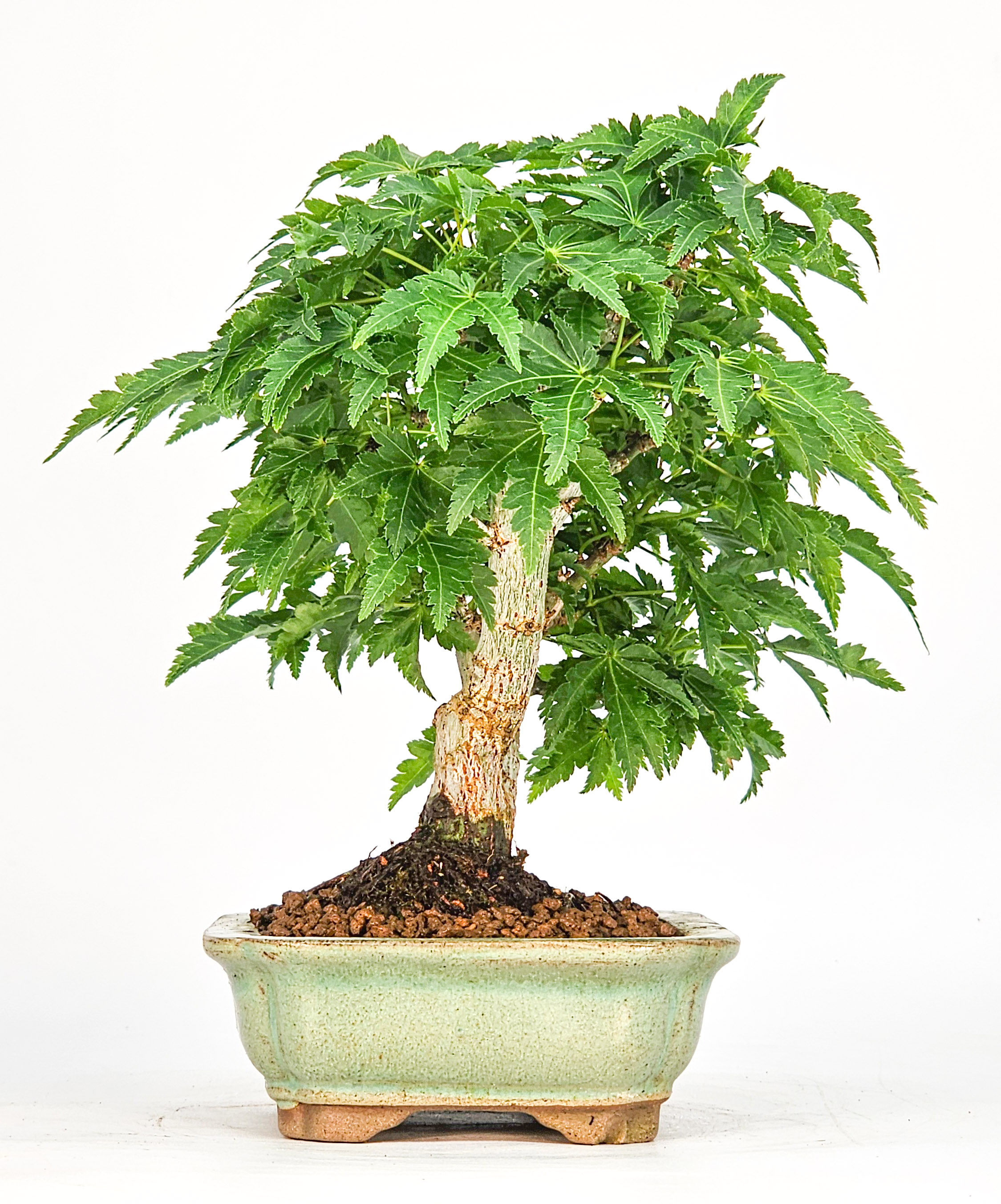 Bonsai Löwenkopfahorn- Acer palmatum Shishigashira Shohin 15cm