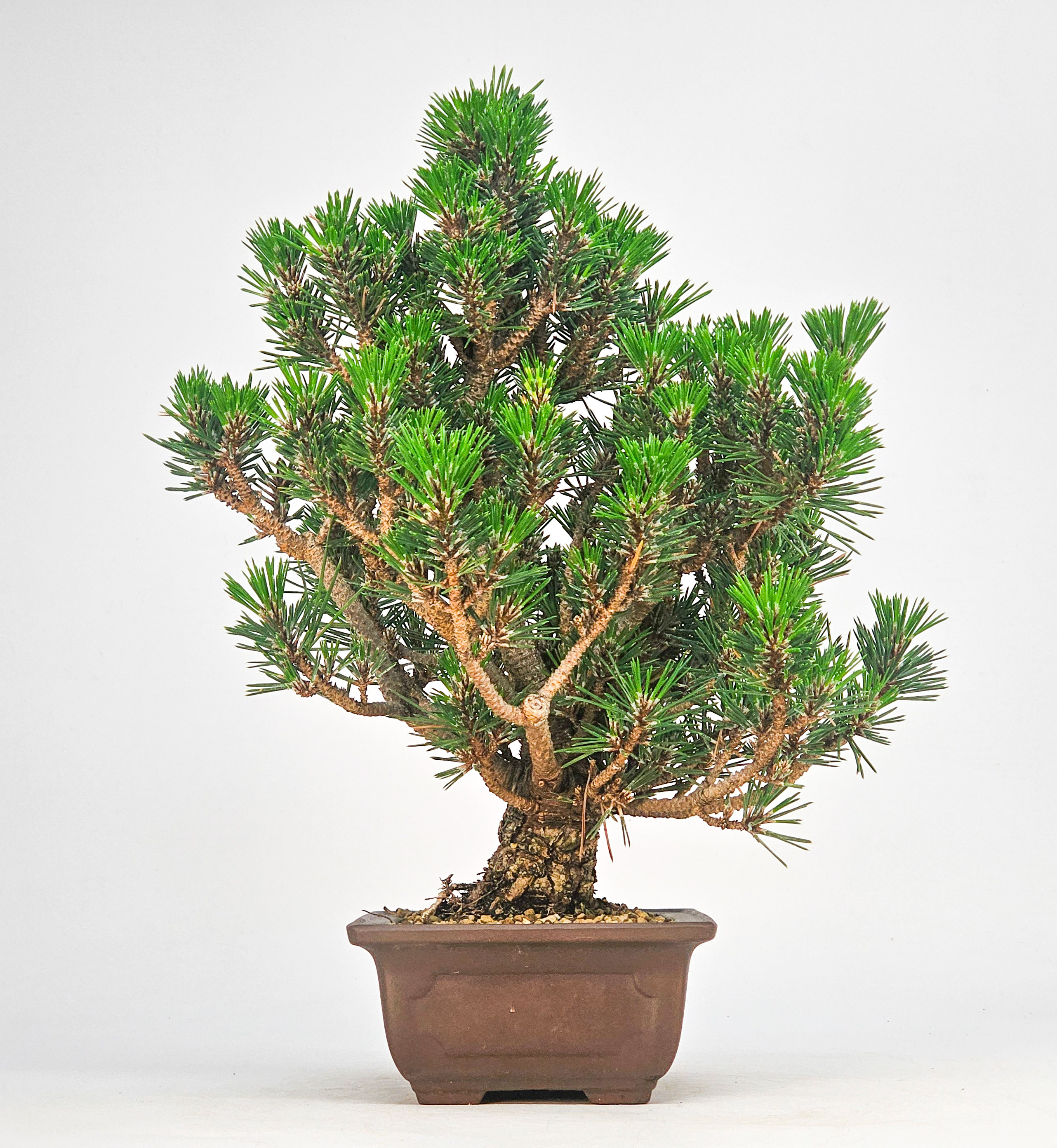 Bonsai Schwarzkiefer - Pinus thunbergii 26cm