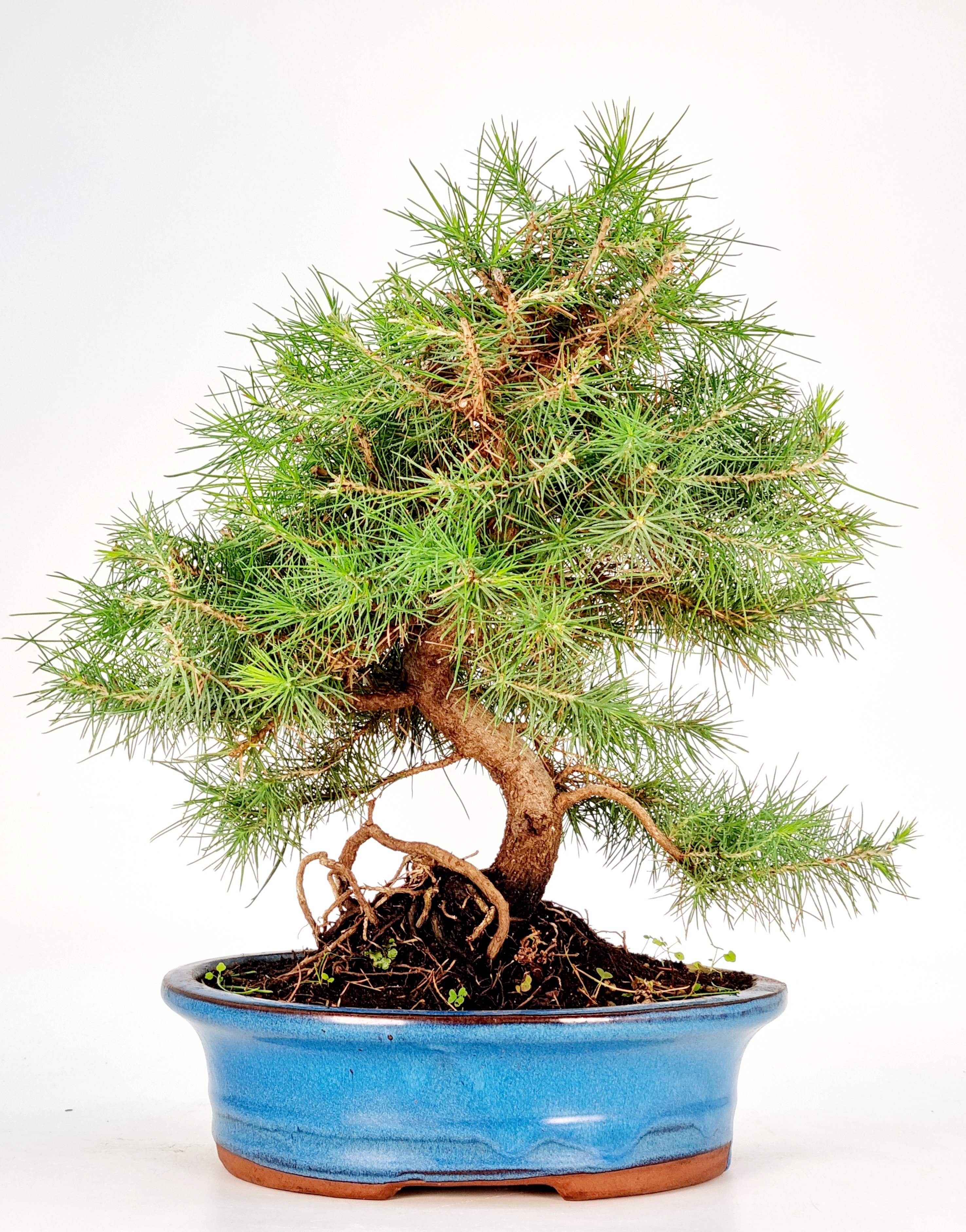 Bonsai Pinus halepensis Aleppo-Kiefer 9 Jahre 26cm