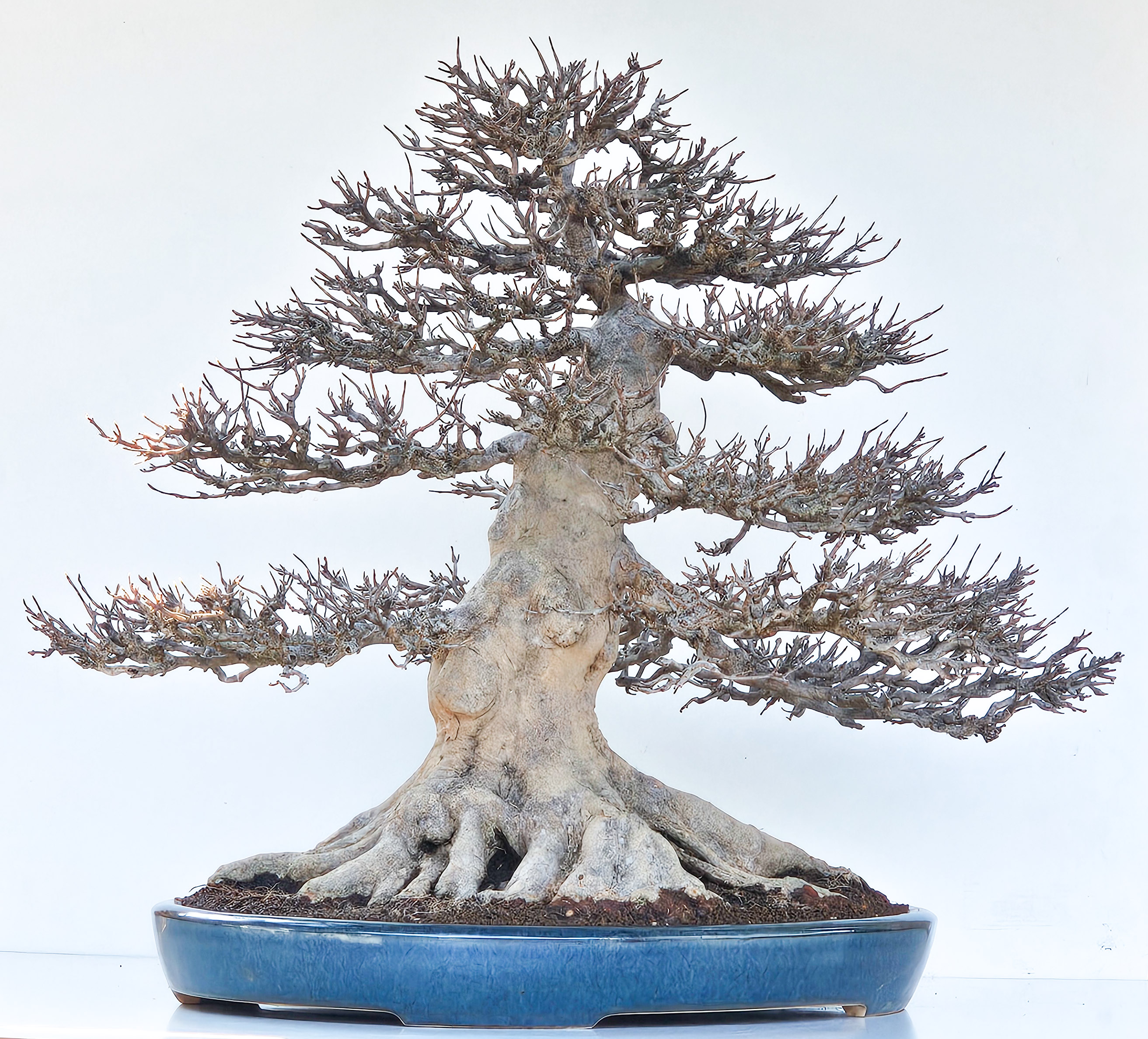Bonsai Dreispitzahorn - Acer buergerianum 62cm - Video!! Bonsai Dreispitzahorn - Acer buergerianum 62cm - Video!!