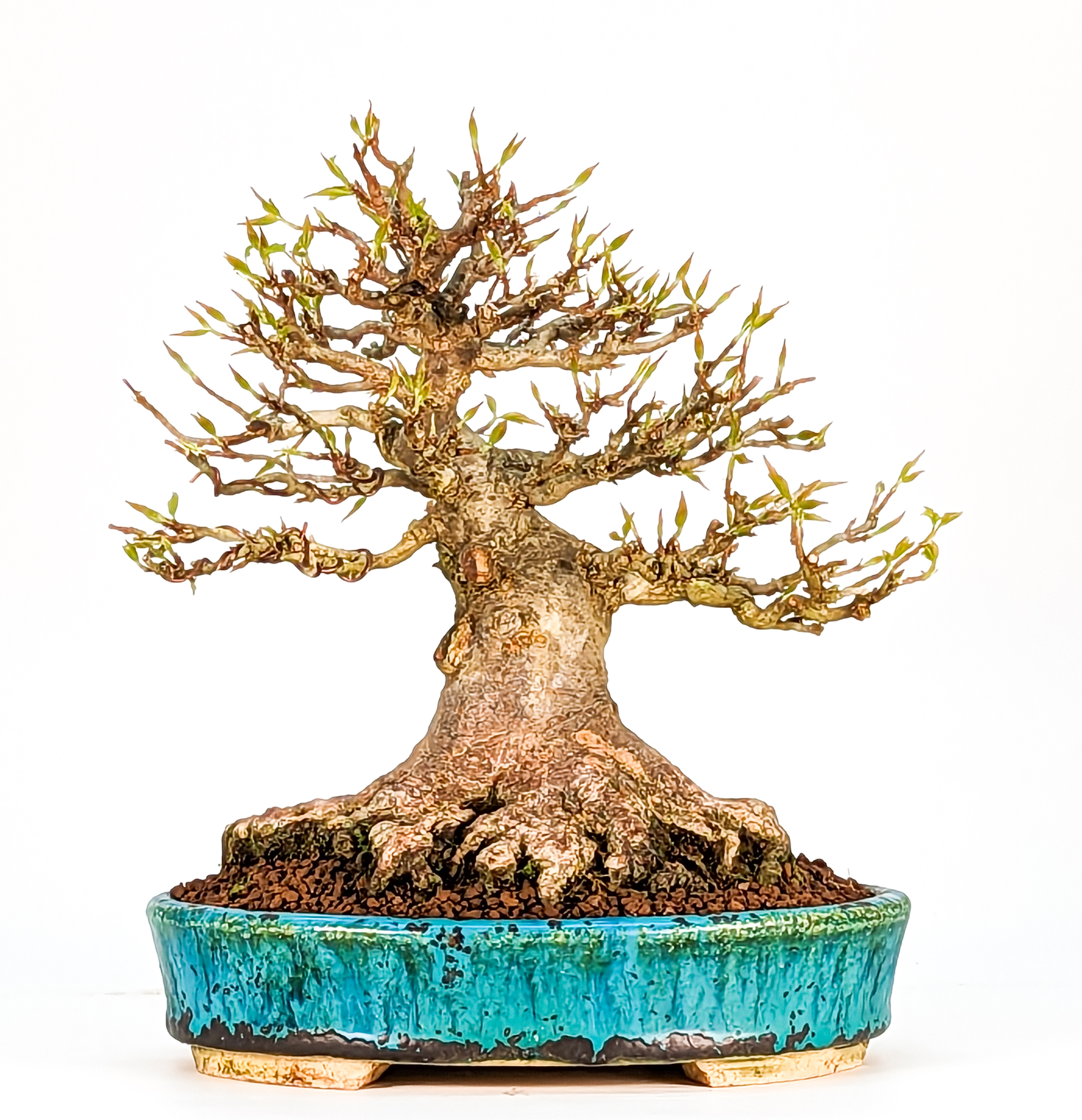 Bonsai Dreispitzahorn - Acer buergerianum Shohin 19cm Bonsai Dreispitzahorn - Acer buergerianum Shohin 19cm