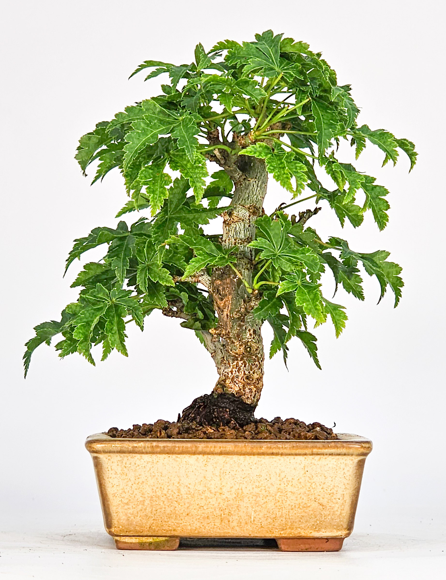 Bonsai Löwenkopfahorn- Acer palmatum Shishigashira Shohin 11cm