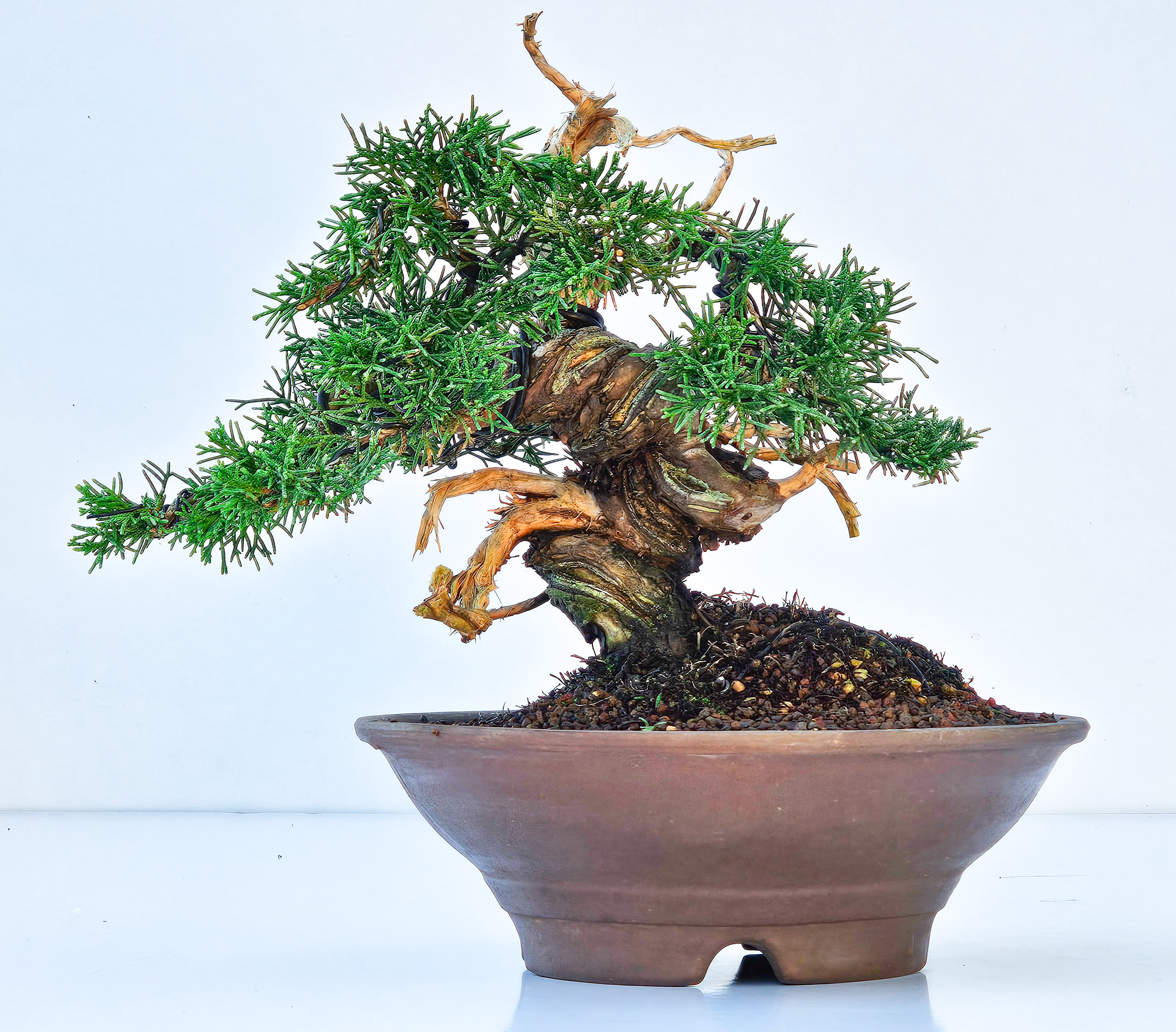 Bonsai Wacholder Juniperus chinensis shimpaku Shohin 16cm 
