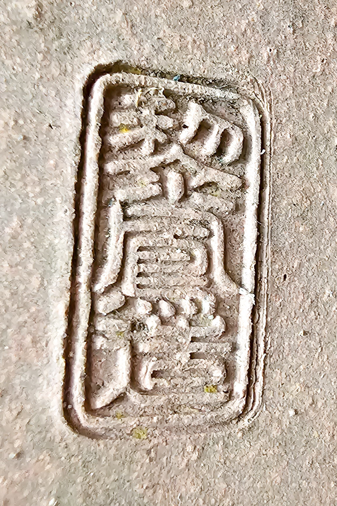 Bonsai Japanischer Liguster - Ligustrum japonicum 25cm