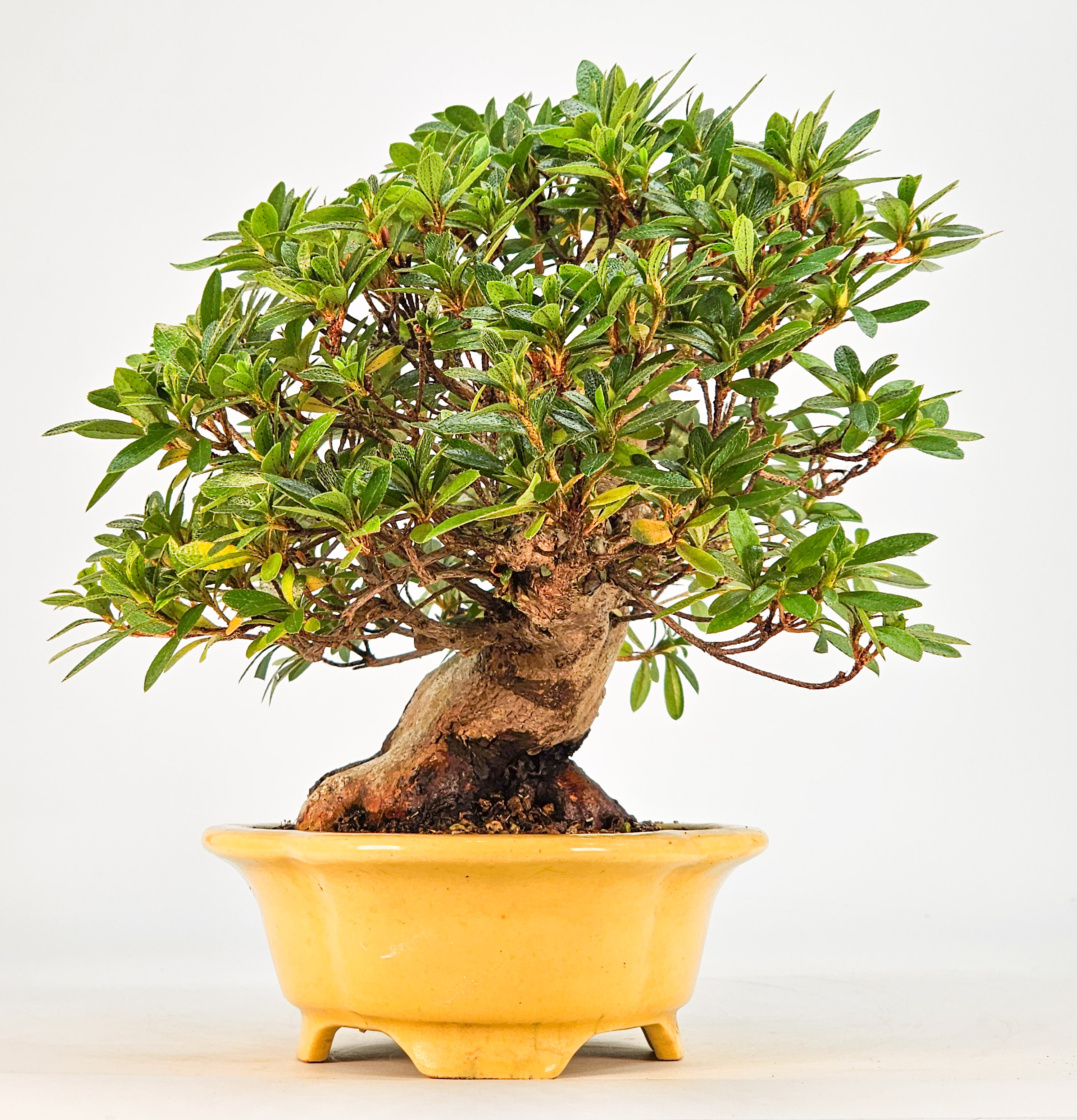 Bonsai Azalee - Rhododendron indicum - Shugestu Shohin 18cm