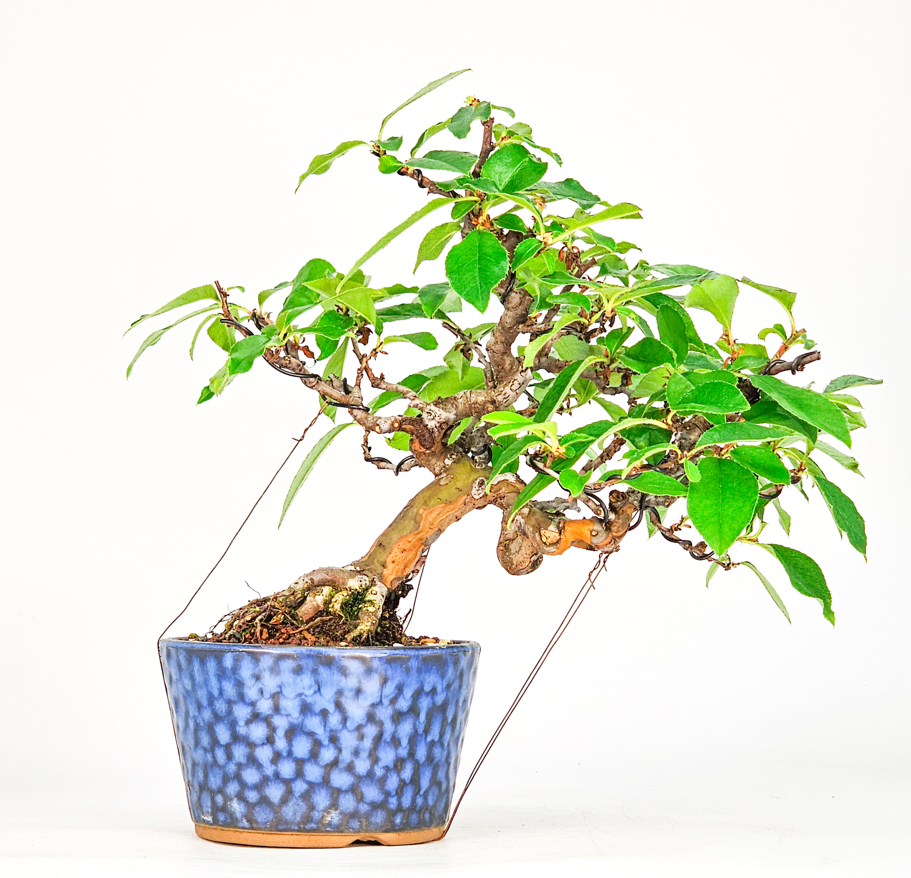 Bonsai Quitte - Pseudocydonia sinensis Shohin 19cm