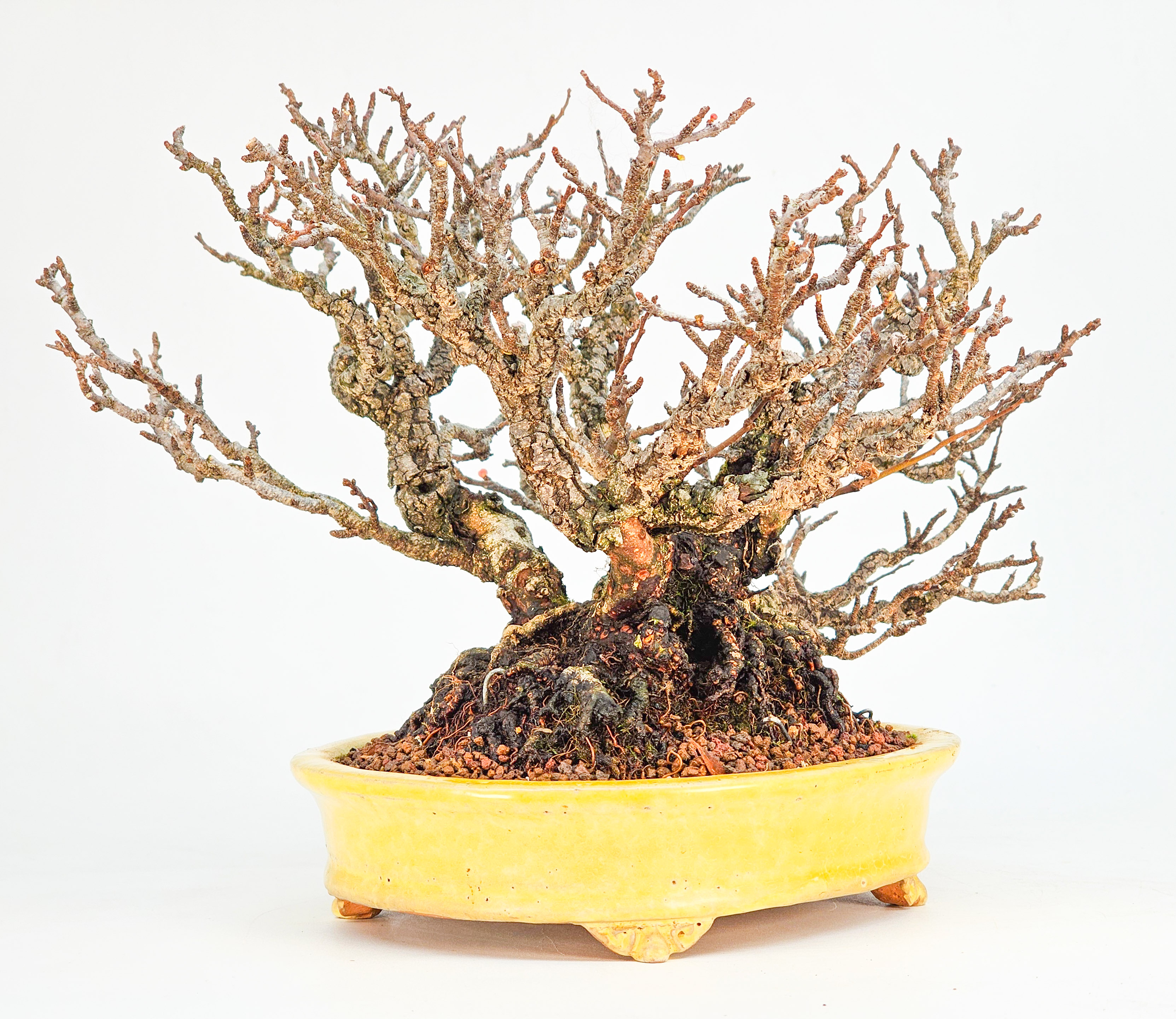 Bonsai Zierquitte - Chaenomeles Shohin 19cm