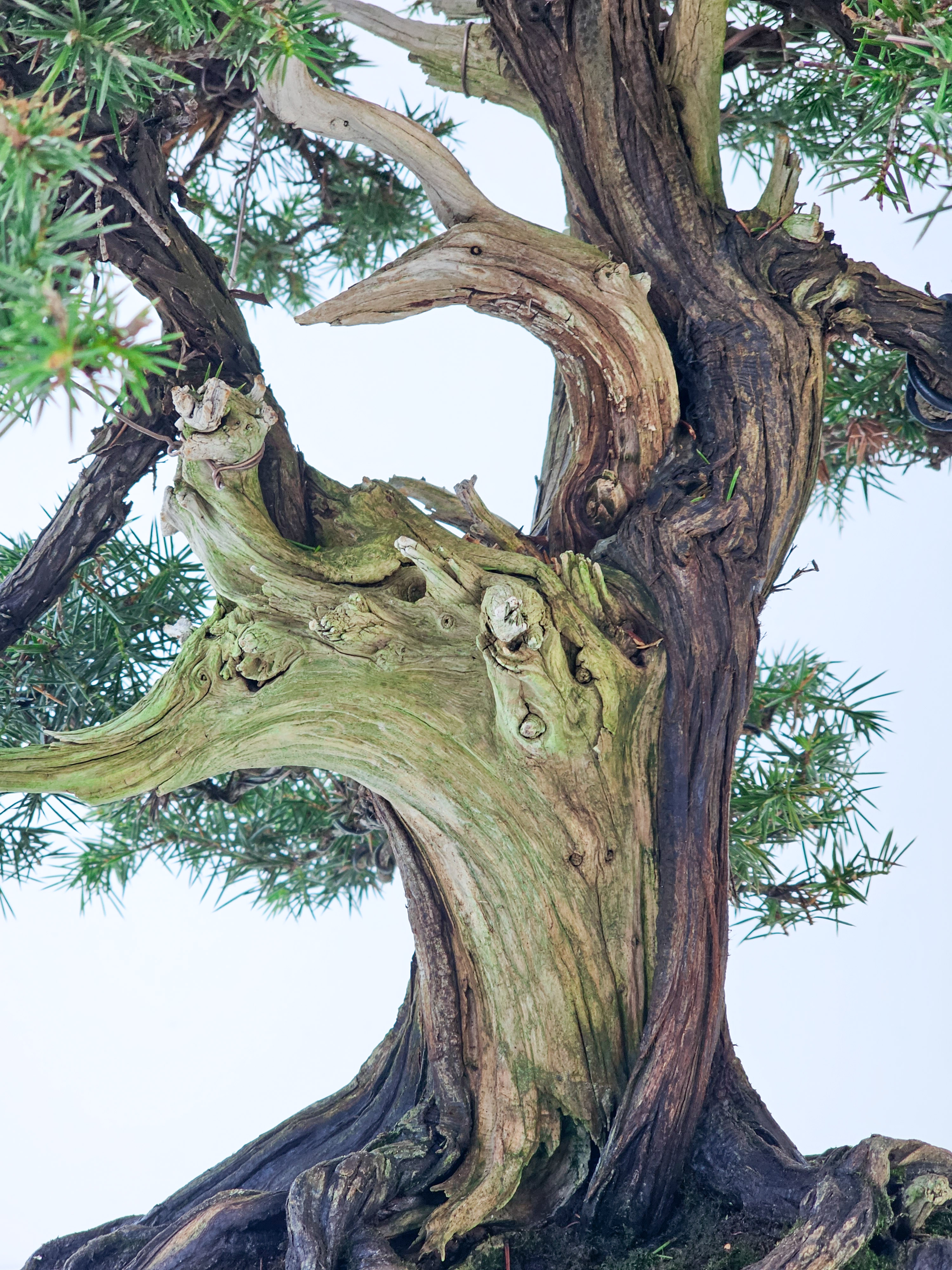 Bonsai Igelwacholder - Juniperus Rigida 67cm  
