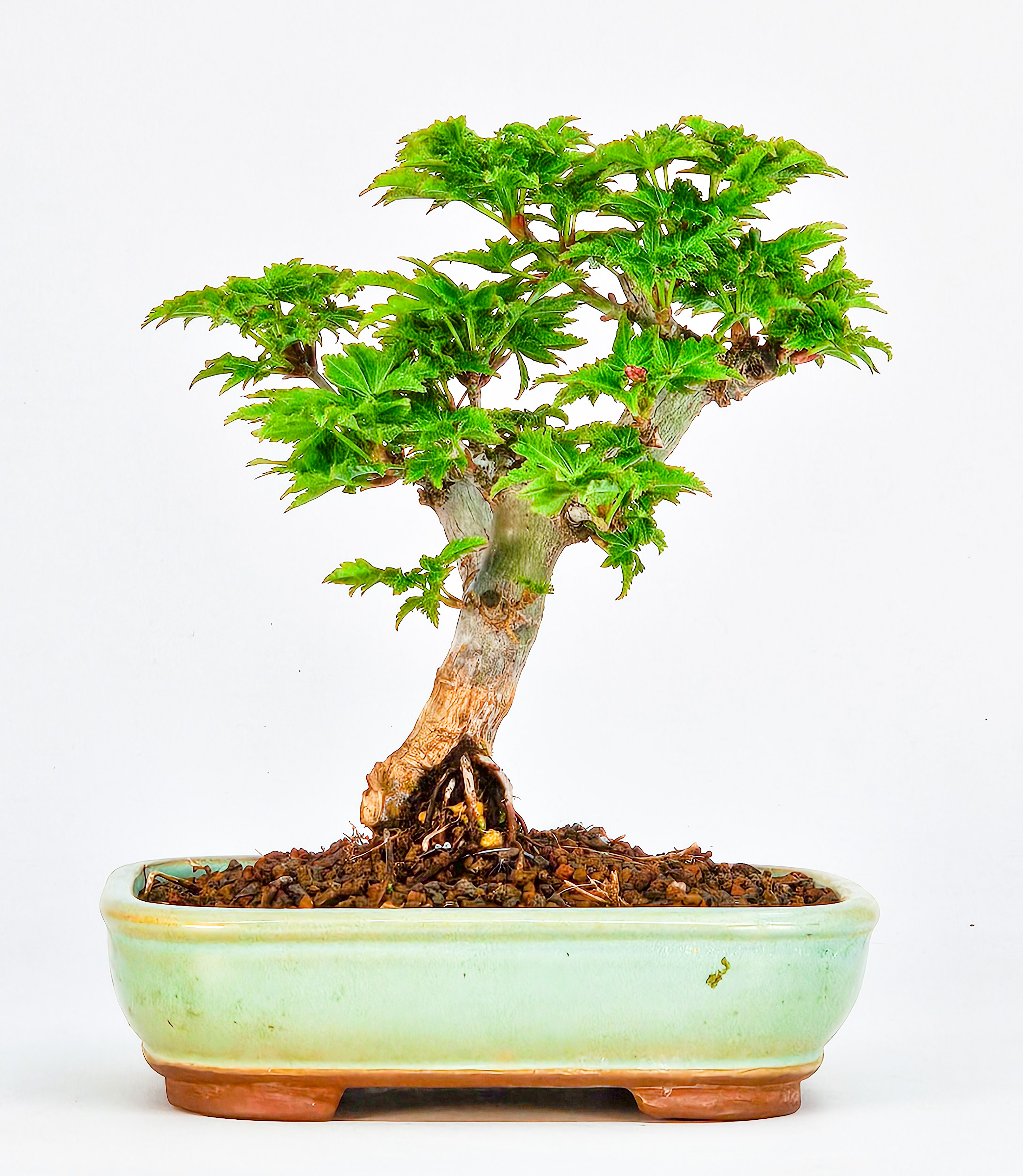 Bonsai Löwenkopfahorn- Acer palmatum Shishigashira Shohin 11cm  