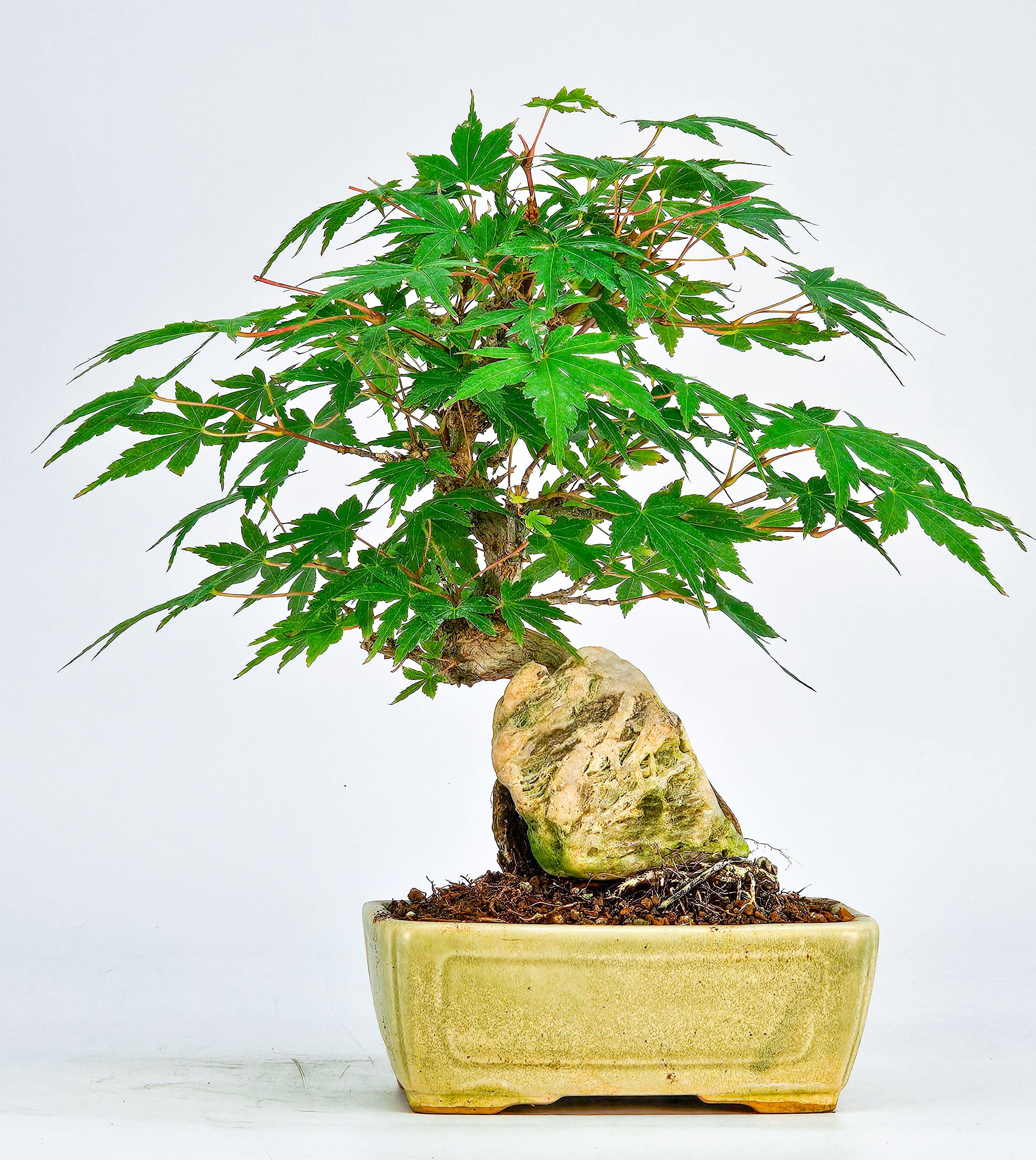 Bonsai Fächerahorn Acer Palmatum Shohin 17cm