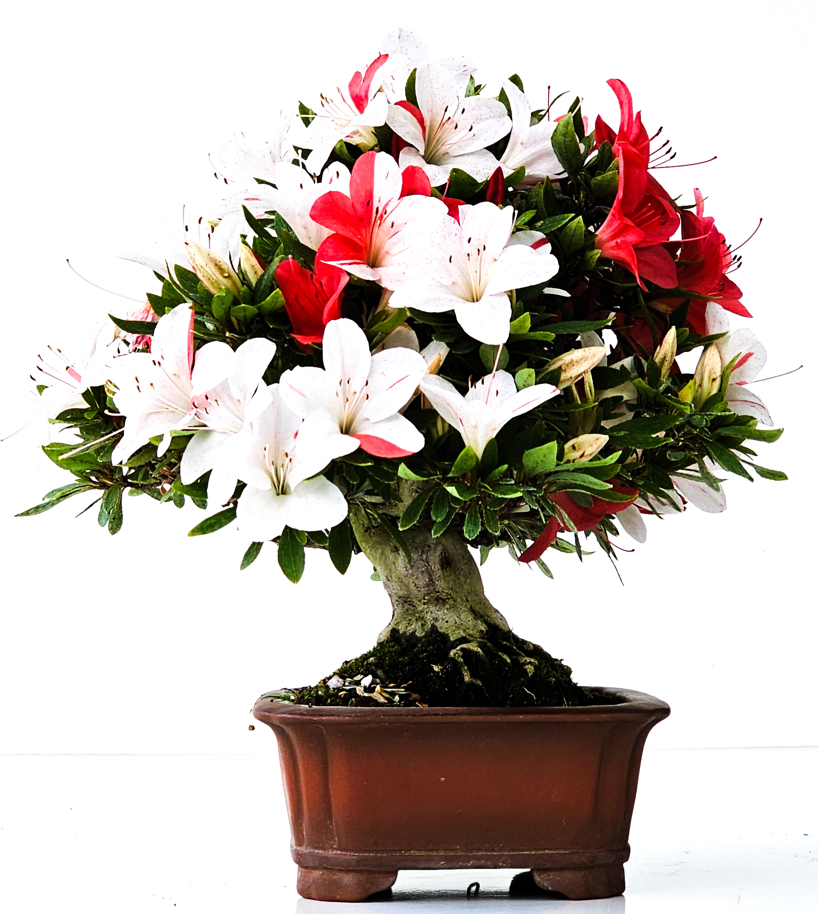Bonsai Azalee Rhododendron indicum Shohin 19 cm Bonsai Azalee Rhododendron indicum Shohin 19 cm