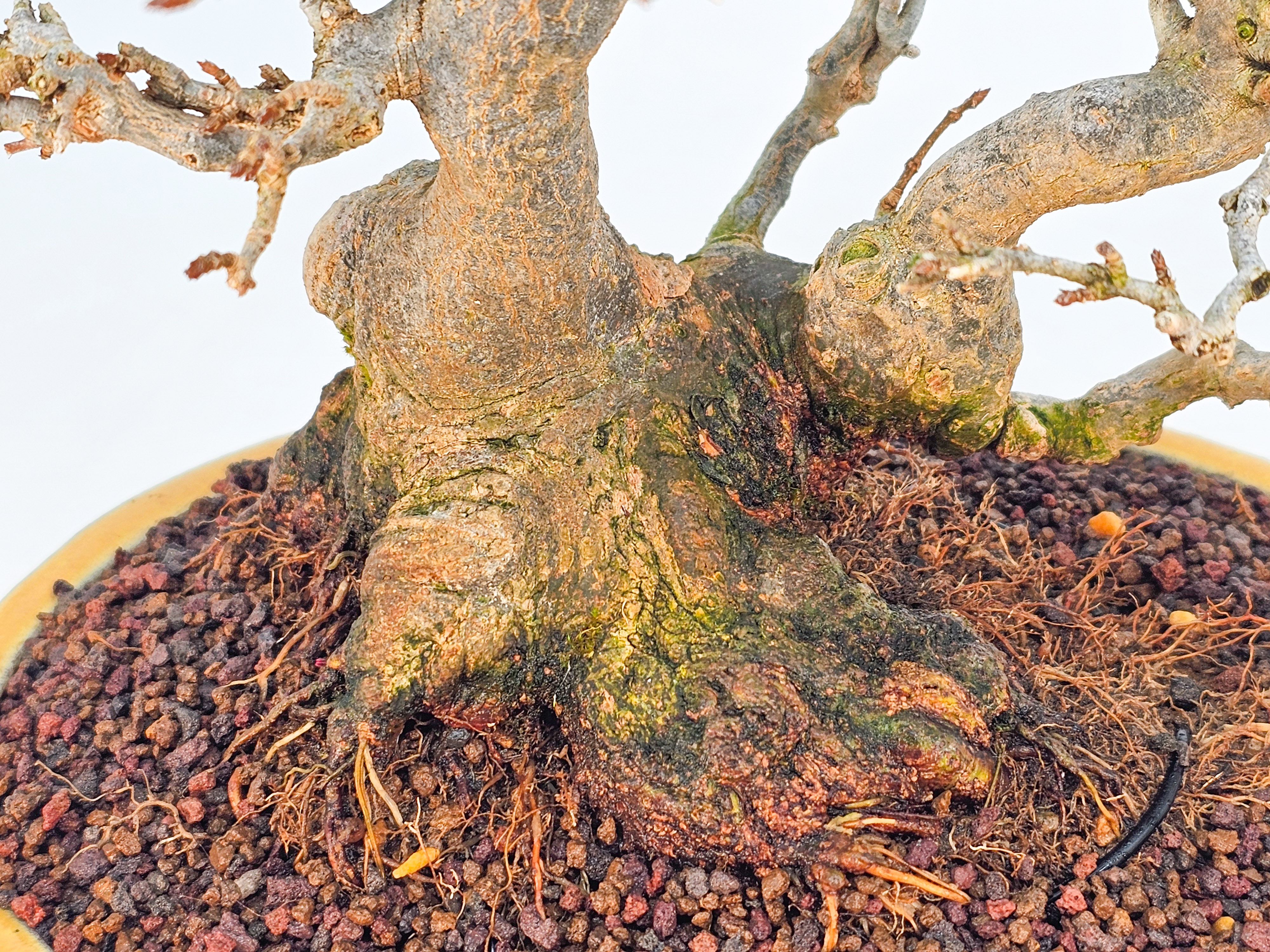 Bonsai Dreispitzahorn - Acer buergerianum 23cm Video!!