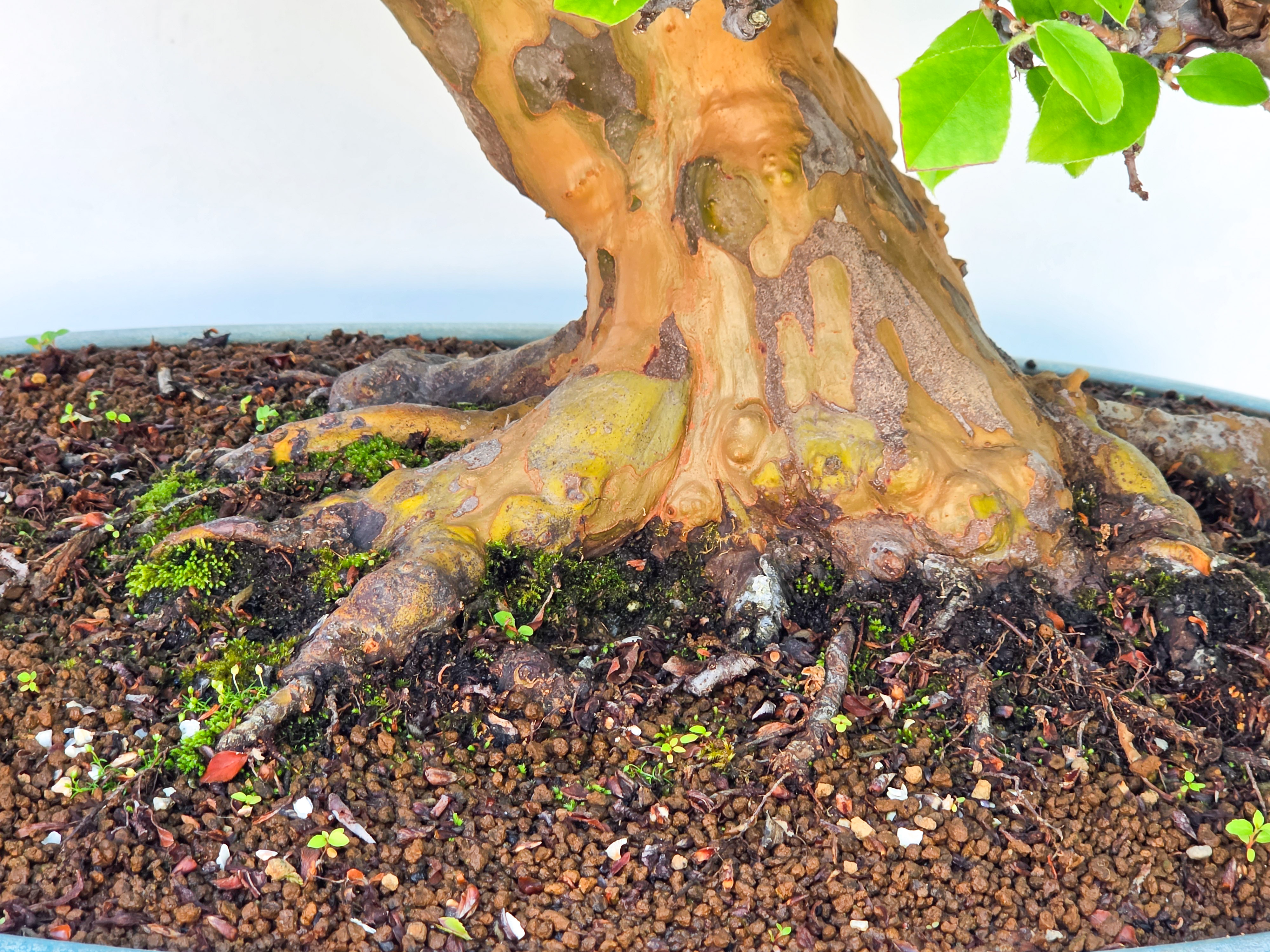 Bonsai Quitte - Pseudocydonia sinensis 85cm Video!!