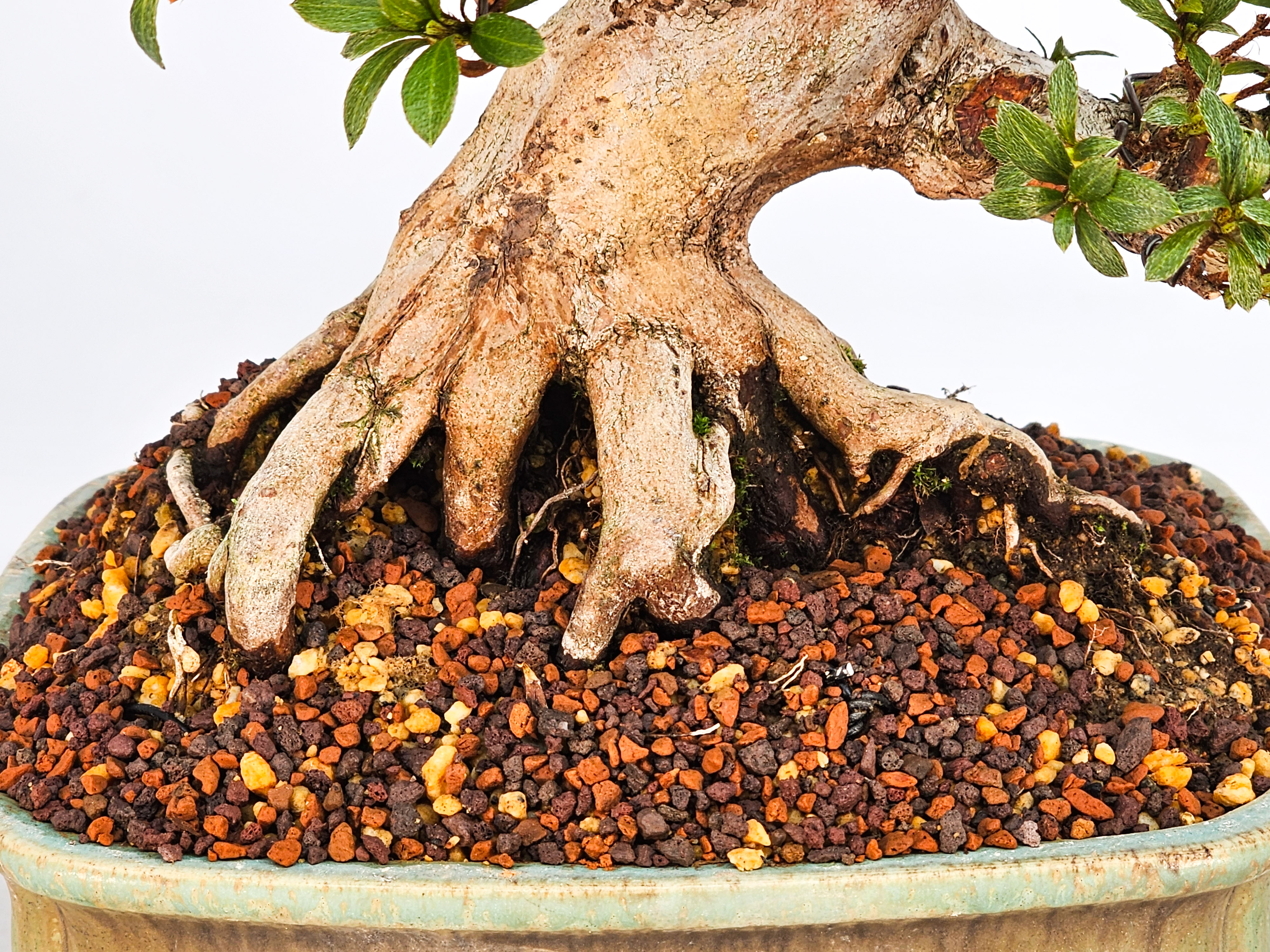 Bonsai Azalee Rhododendron indicum - Hi-no-maru - Shohin 19,5cm - Video!!