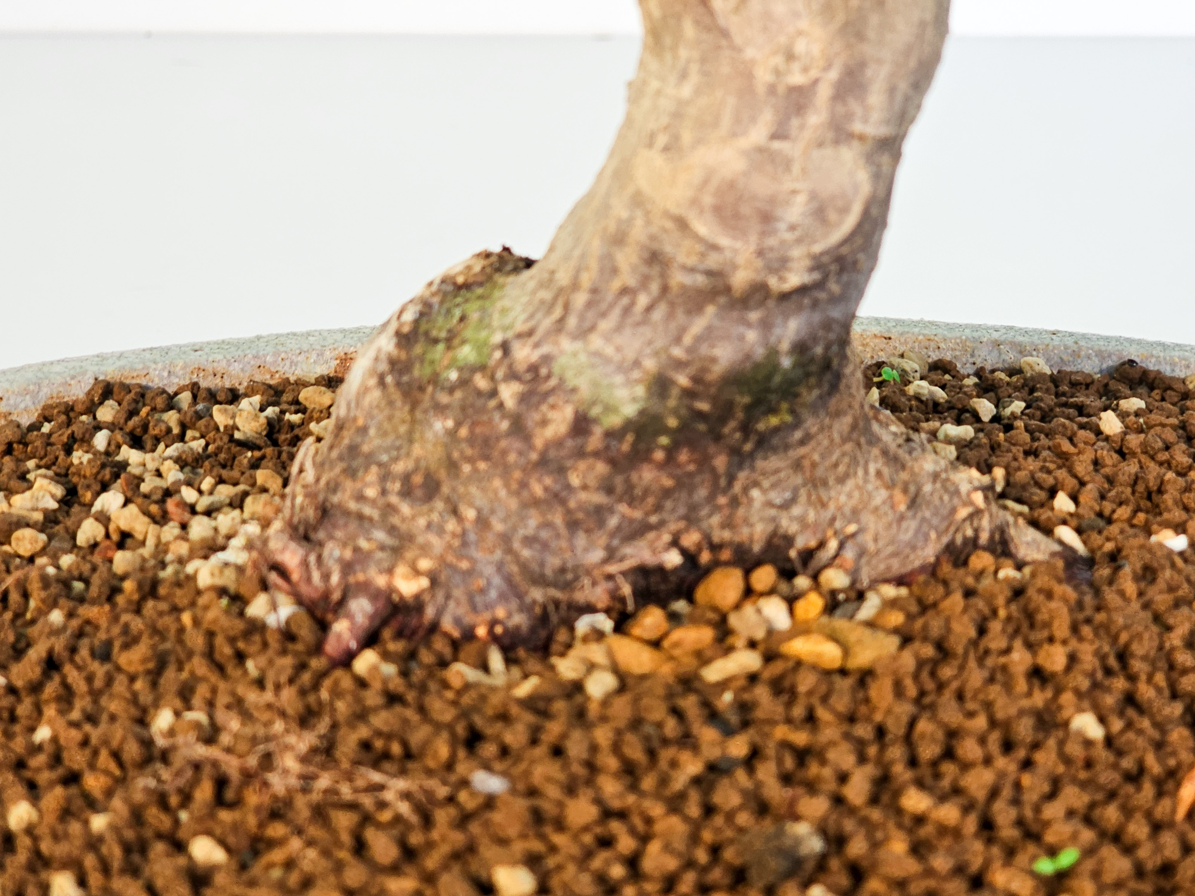 Bonsai Fächerahorn - Acer palmatum Shojo-nomura 52cm 