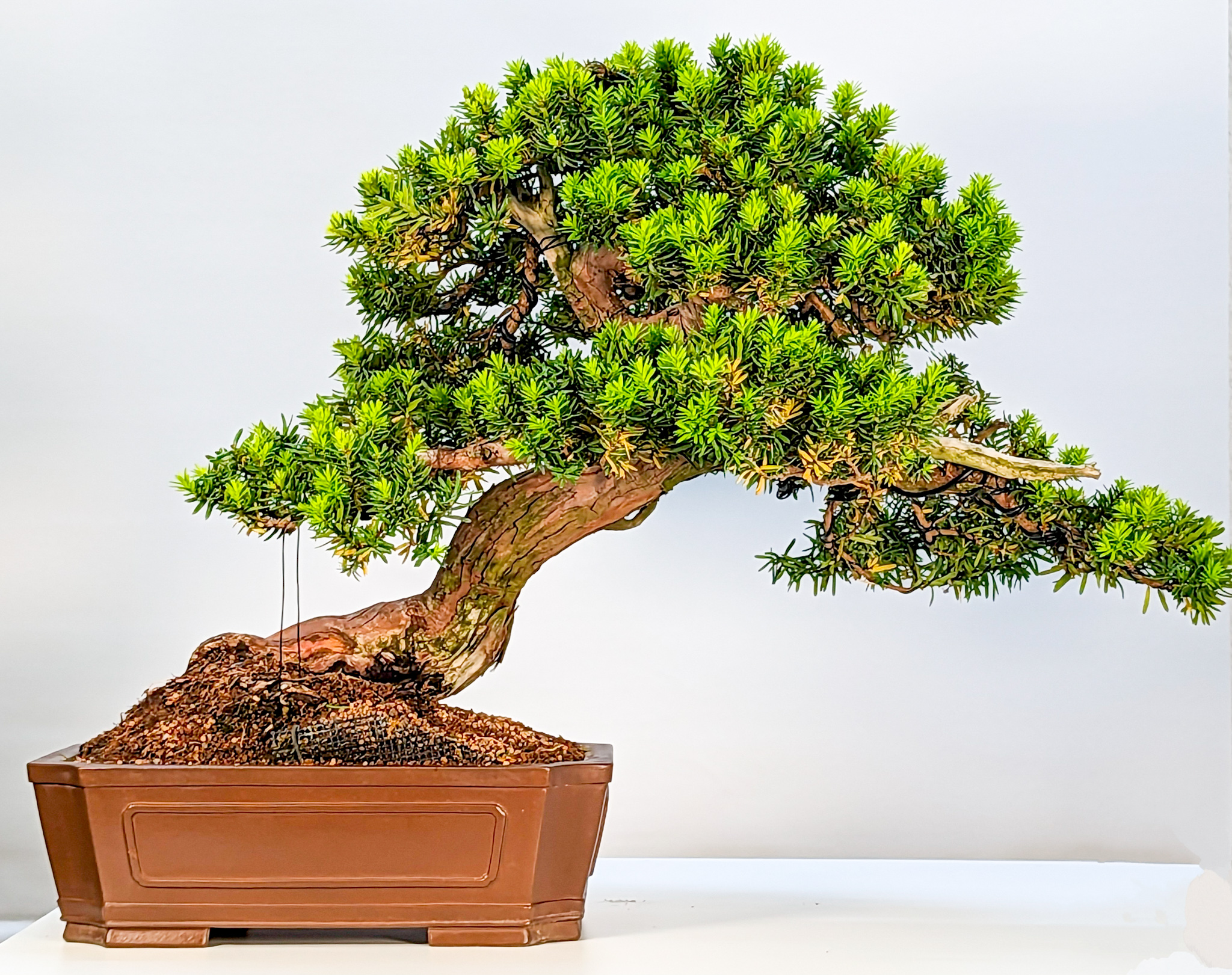 Bonsai Japanische Eibe Taxus cuspidata 52cm