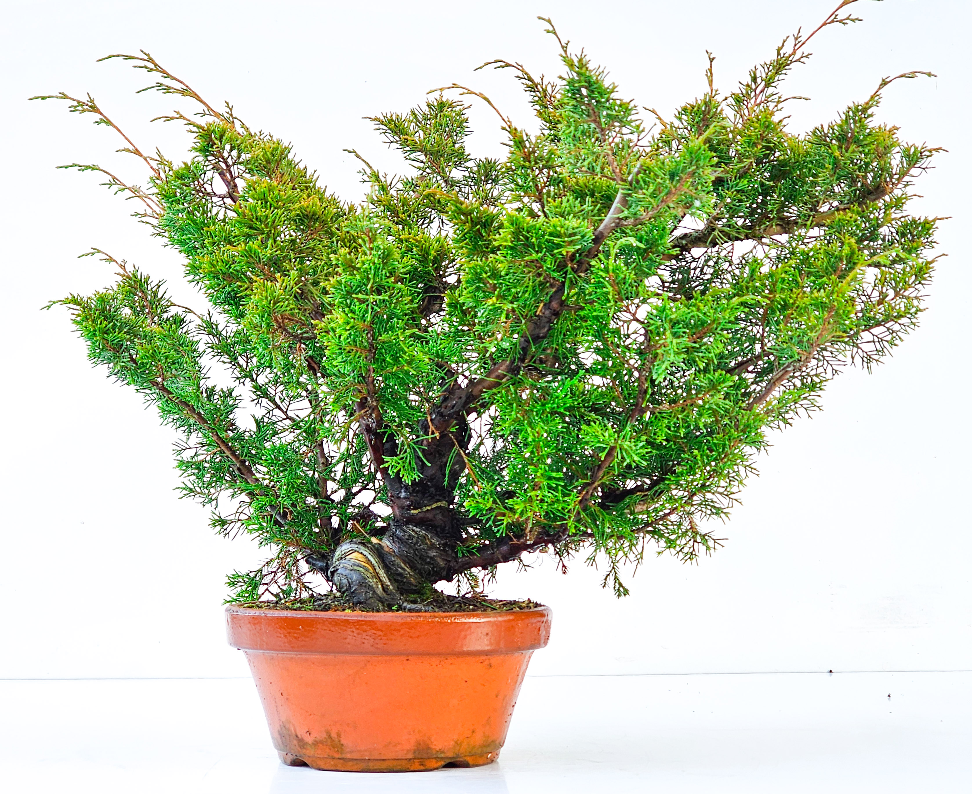 Bonsai Wacholder Juniperus chinensis shimpaku 30cm 