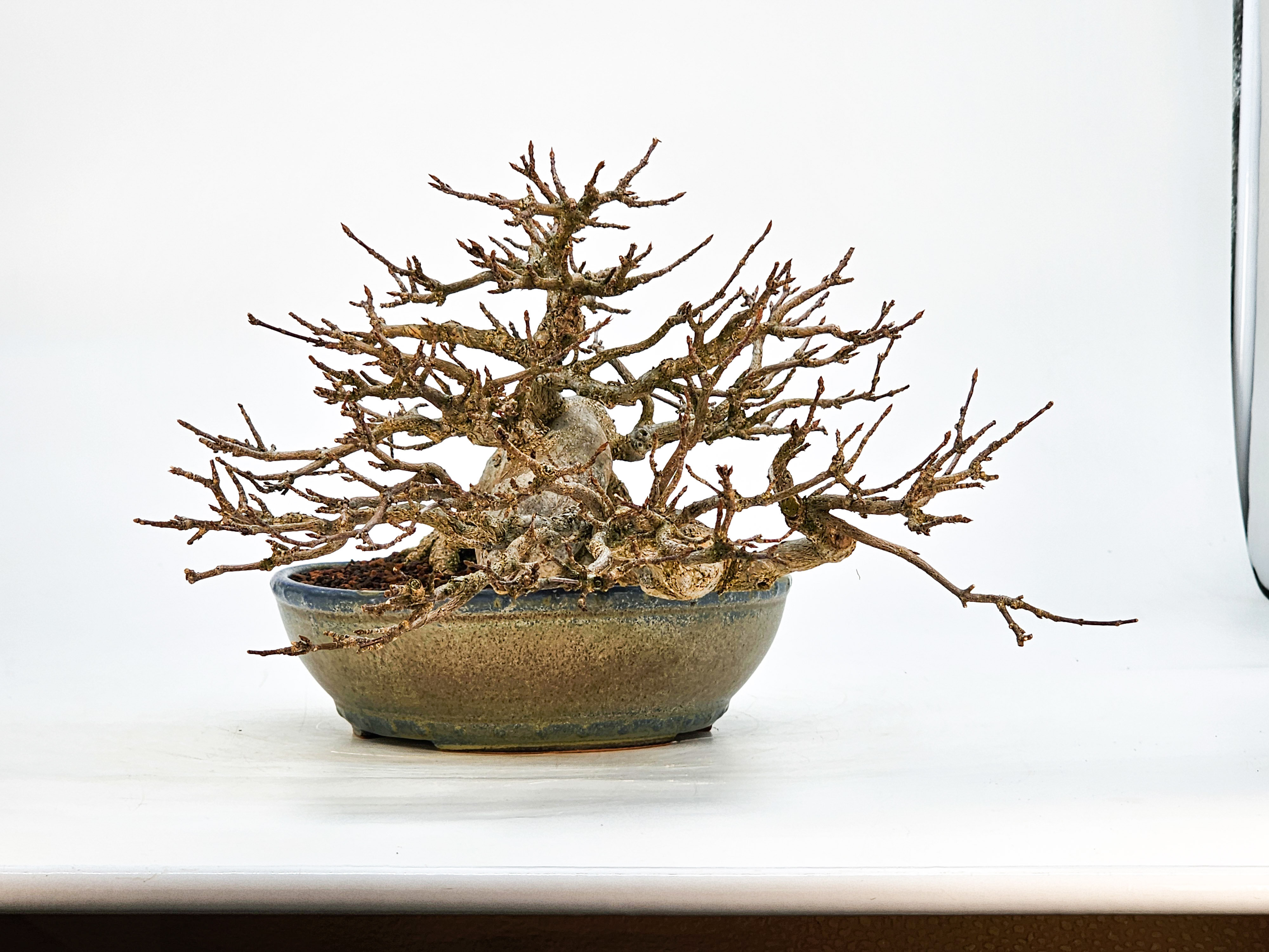 Bonsai Dreispitzahorn - Acer buergerianum 14cm Bonsai Dreispitzahorn - Acer buergerianum 14cm