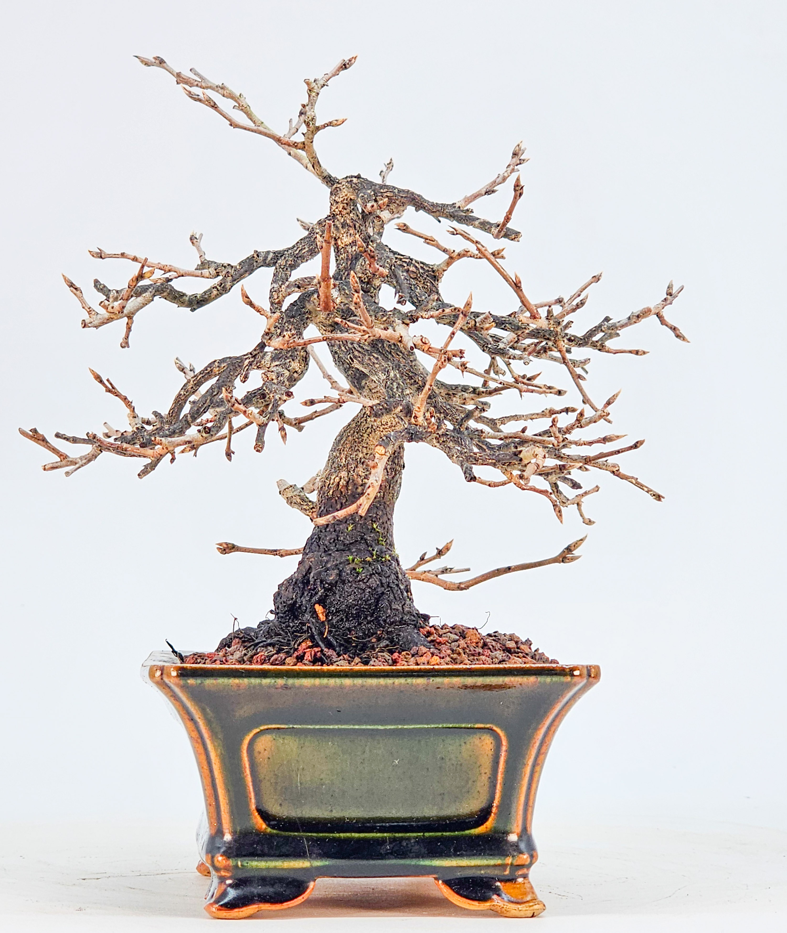 Bonsai Kakipflaume - Diospyros kaki Shohin 16cm