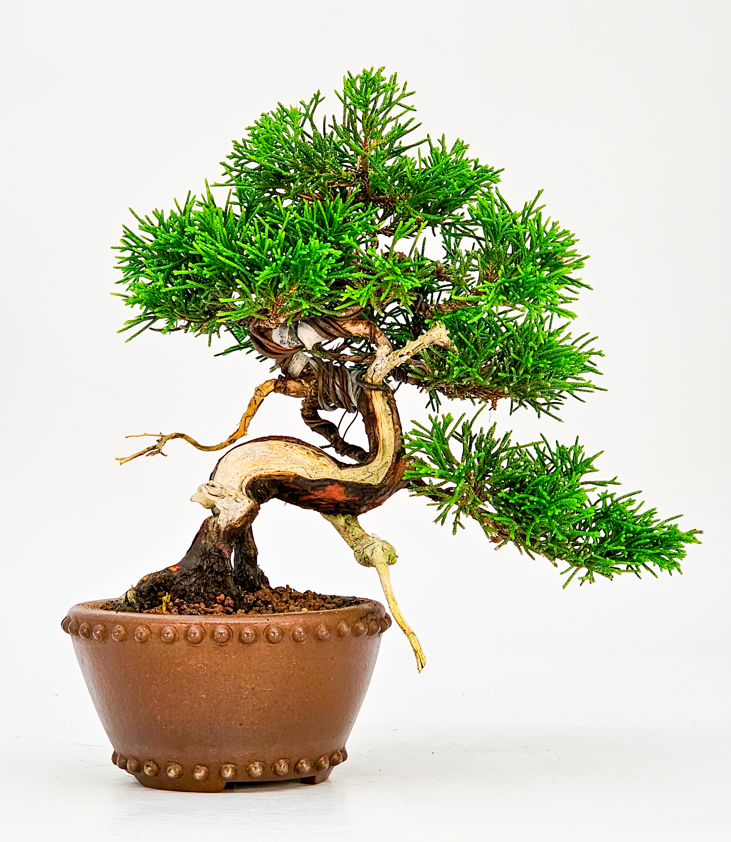 Bonsai Wacholder Juniperus Itoigawa Shohin 14cm