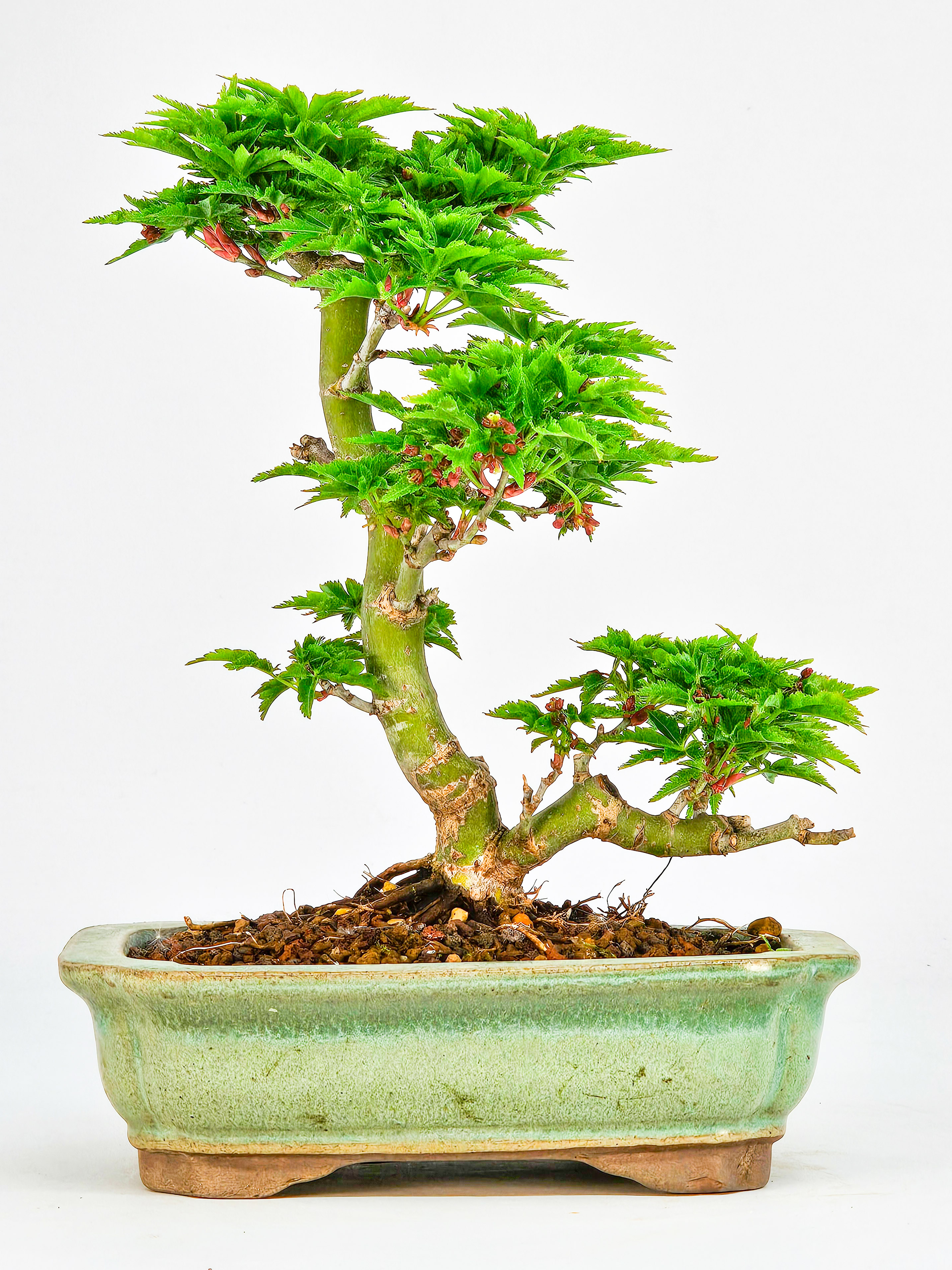 Bonsai Löwenkopfahorn- Acer palmatum Shishigashira Shohin 14cm 
