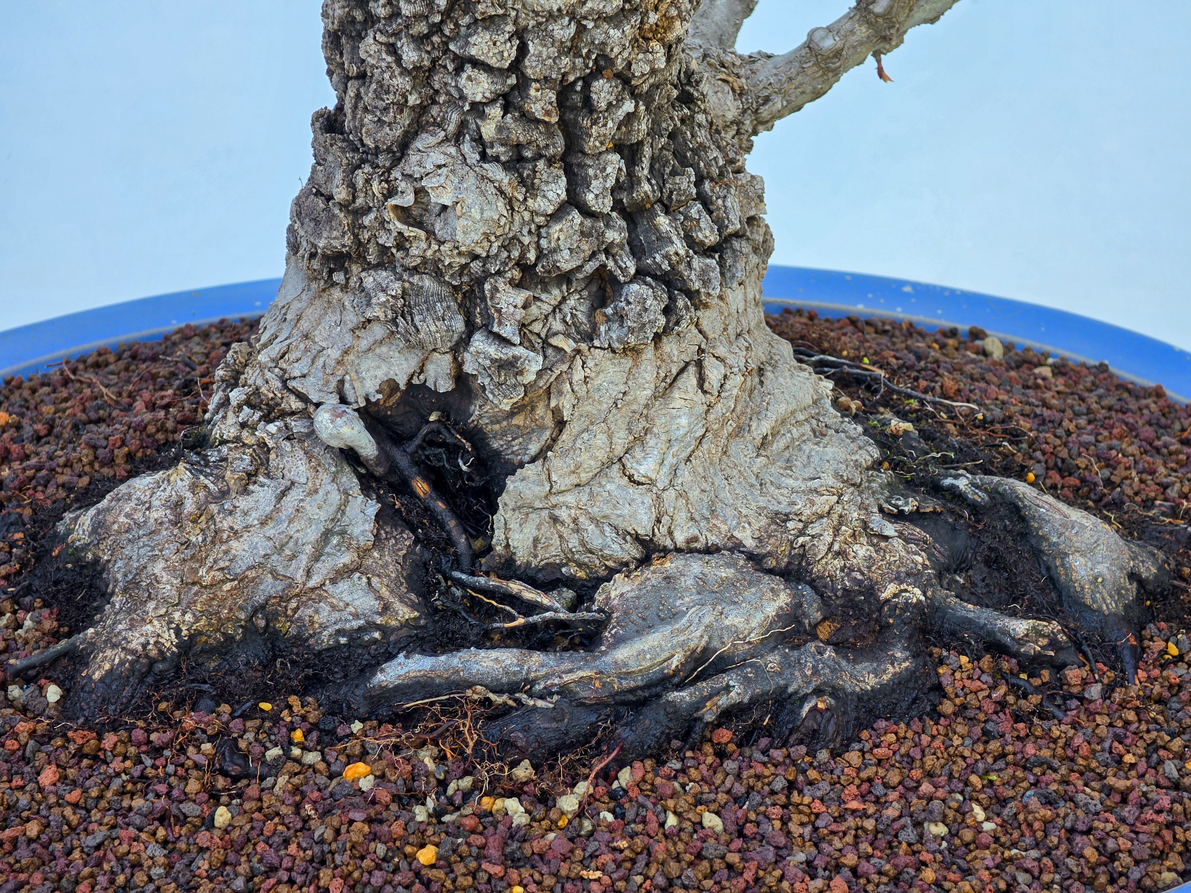 Bonsai Fächerahorn - Acer palmatum Arakawa 54cm